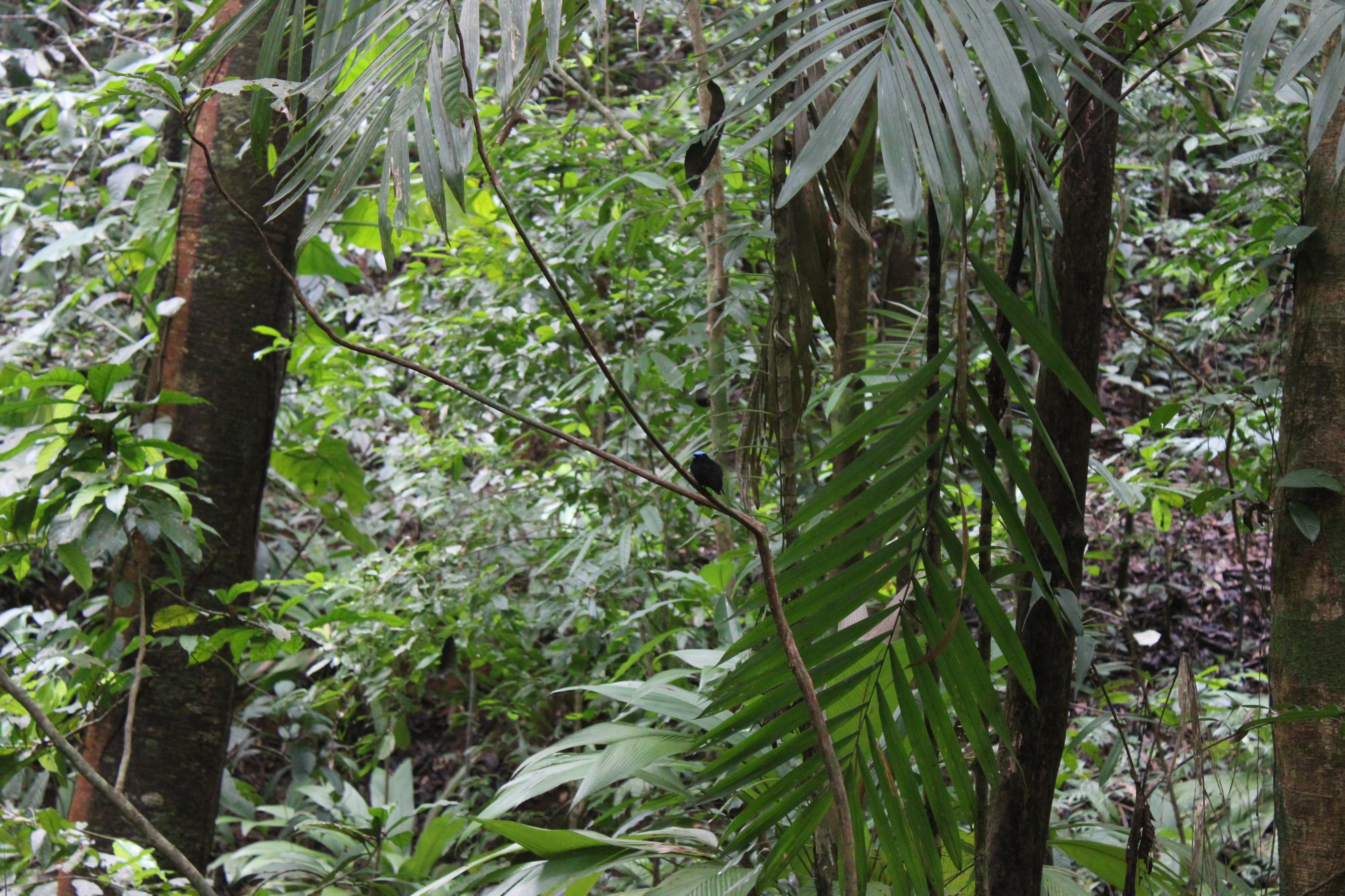 velvety manakin in the background