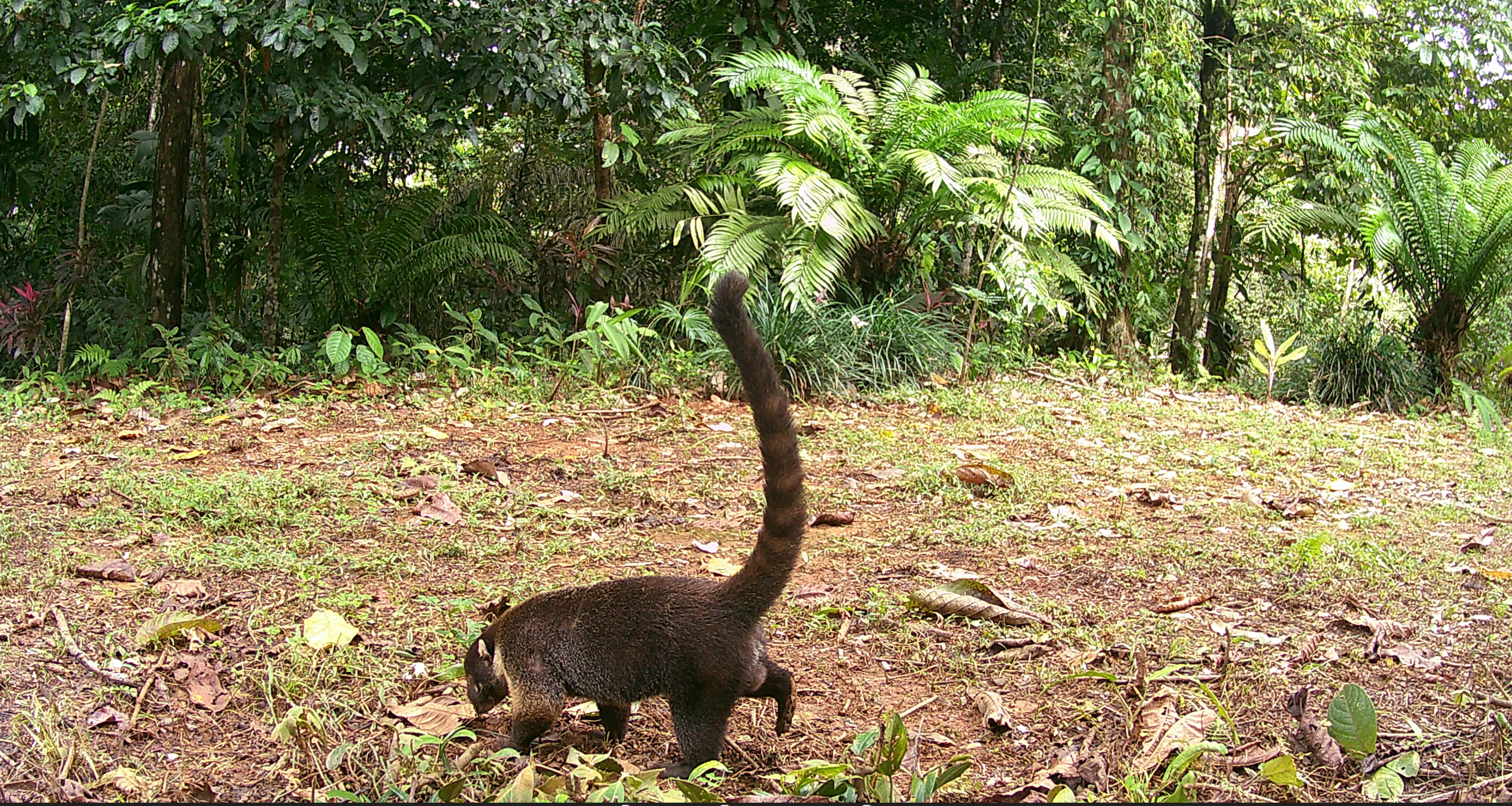 Nasua narica, pizote, looking for food as the background