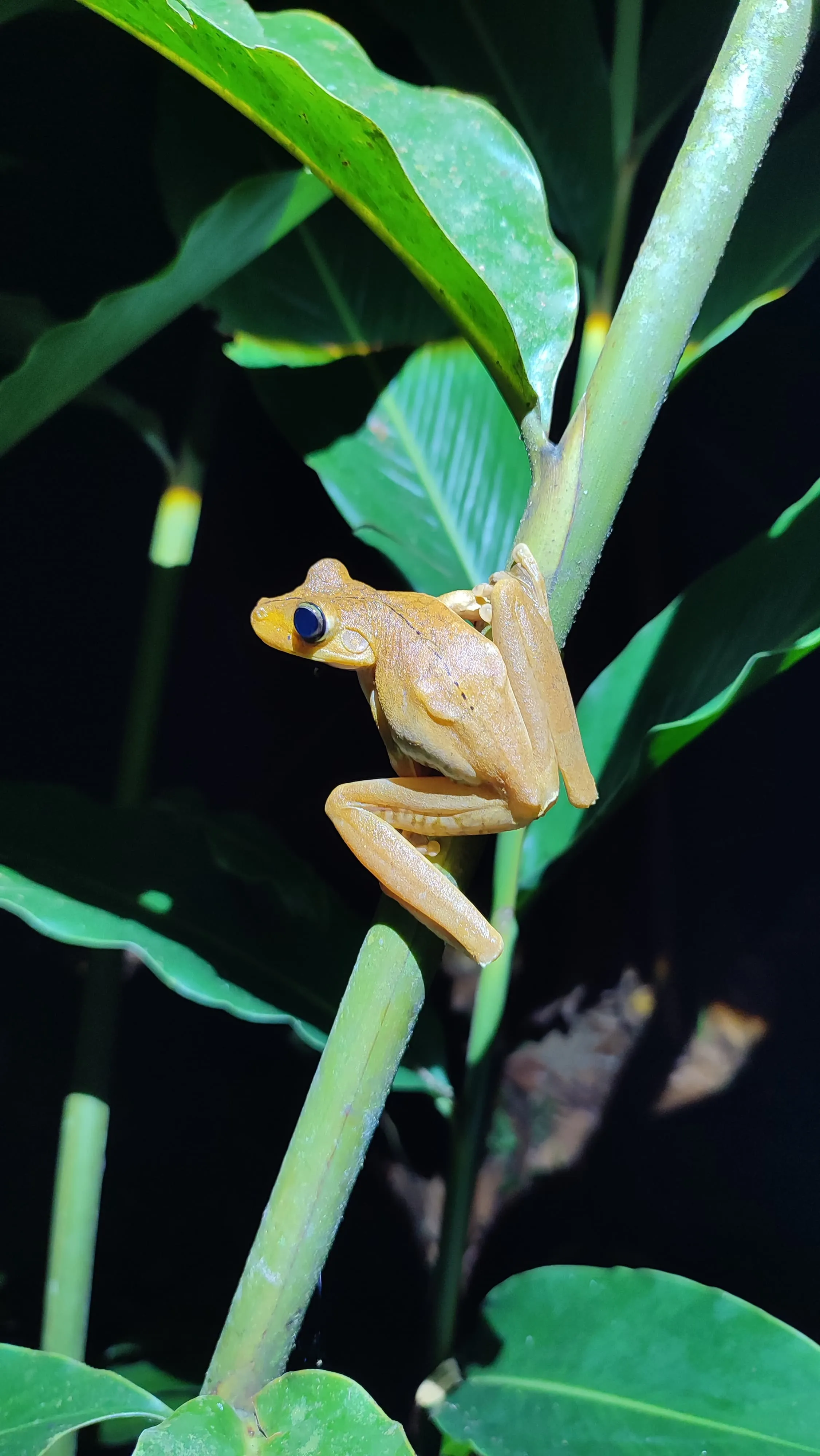 gladiator frog as the background