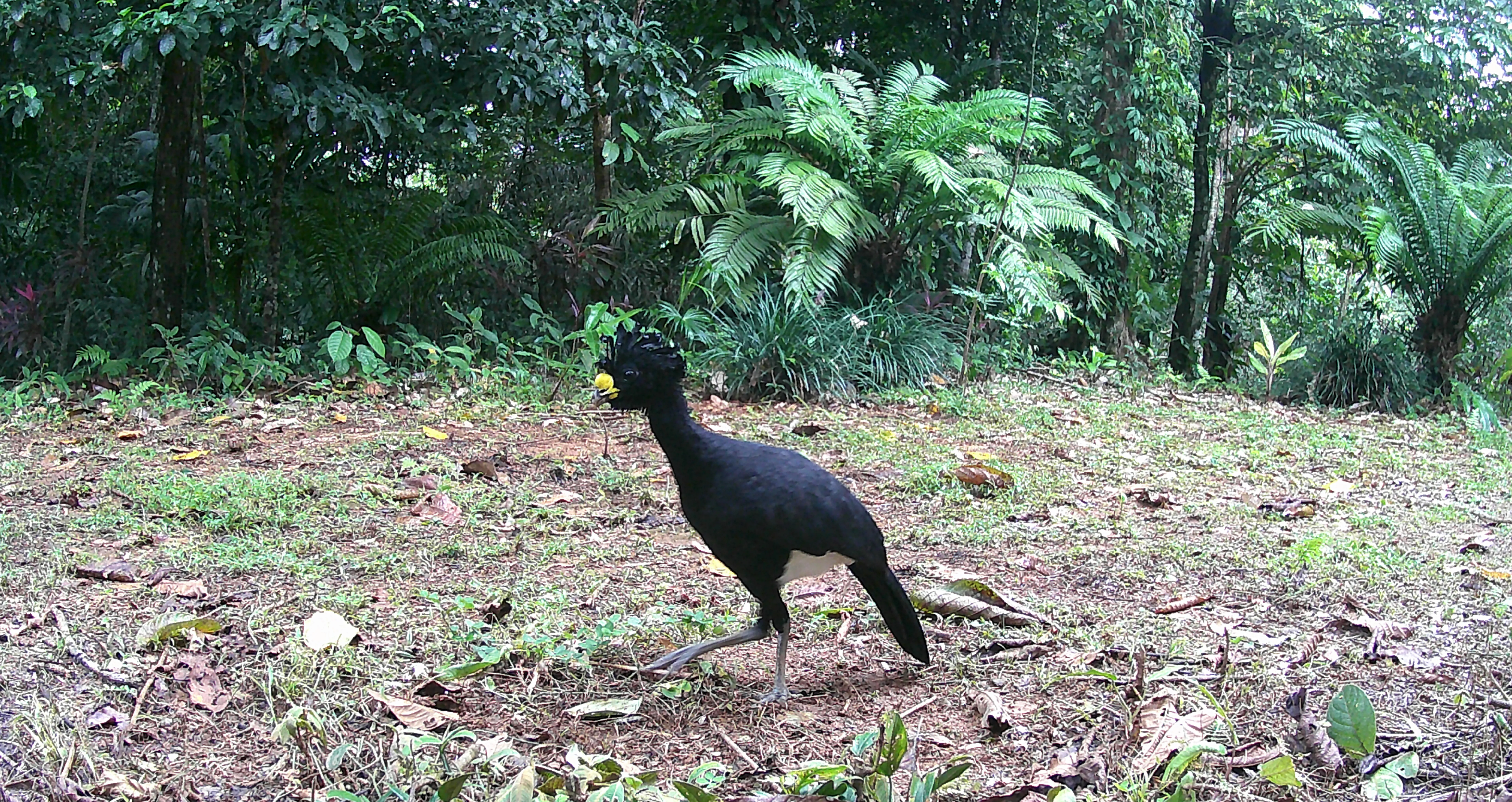 Great Curassow walking across the forest