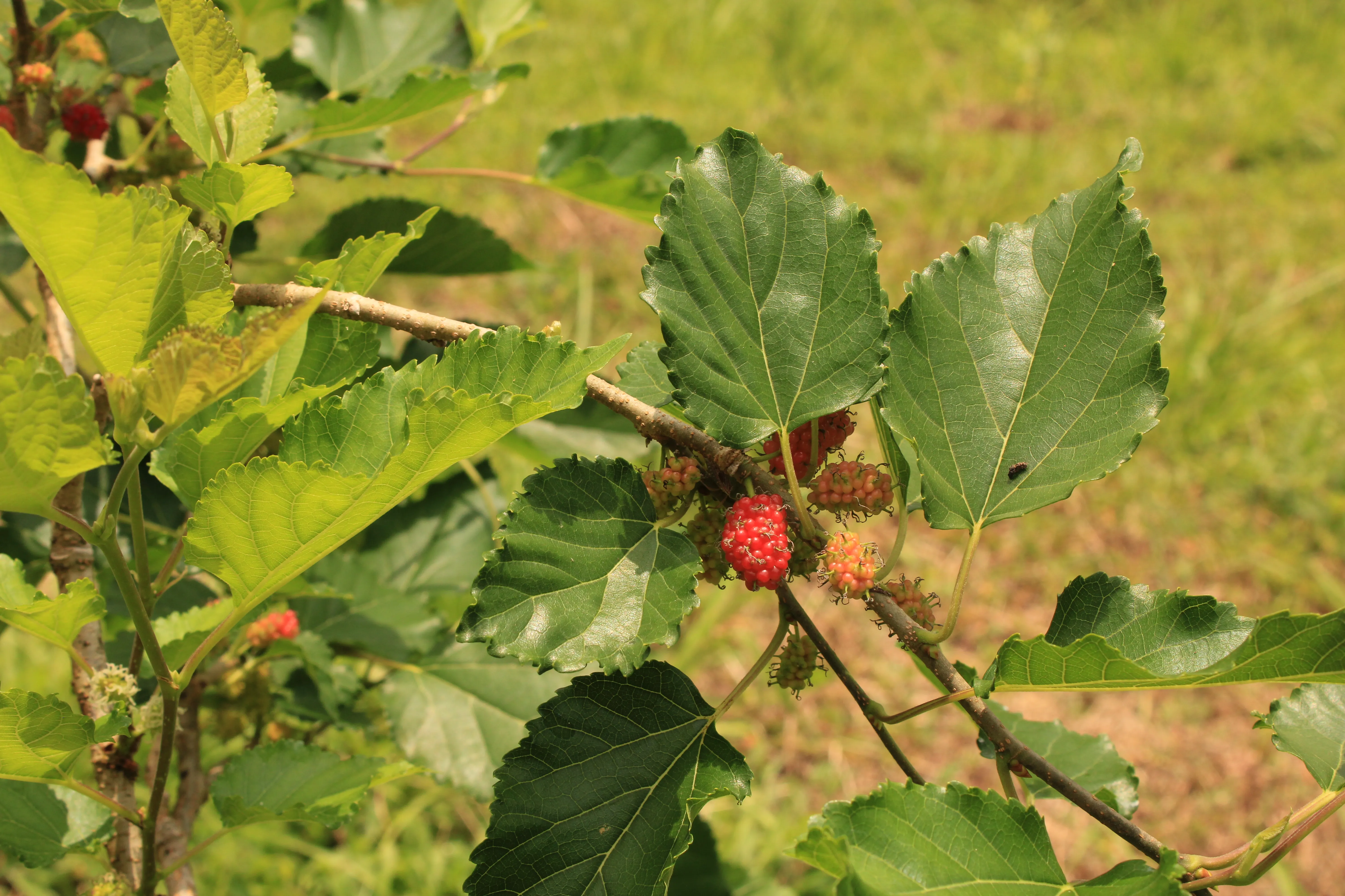 A plant of blackberries.