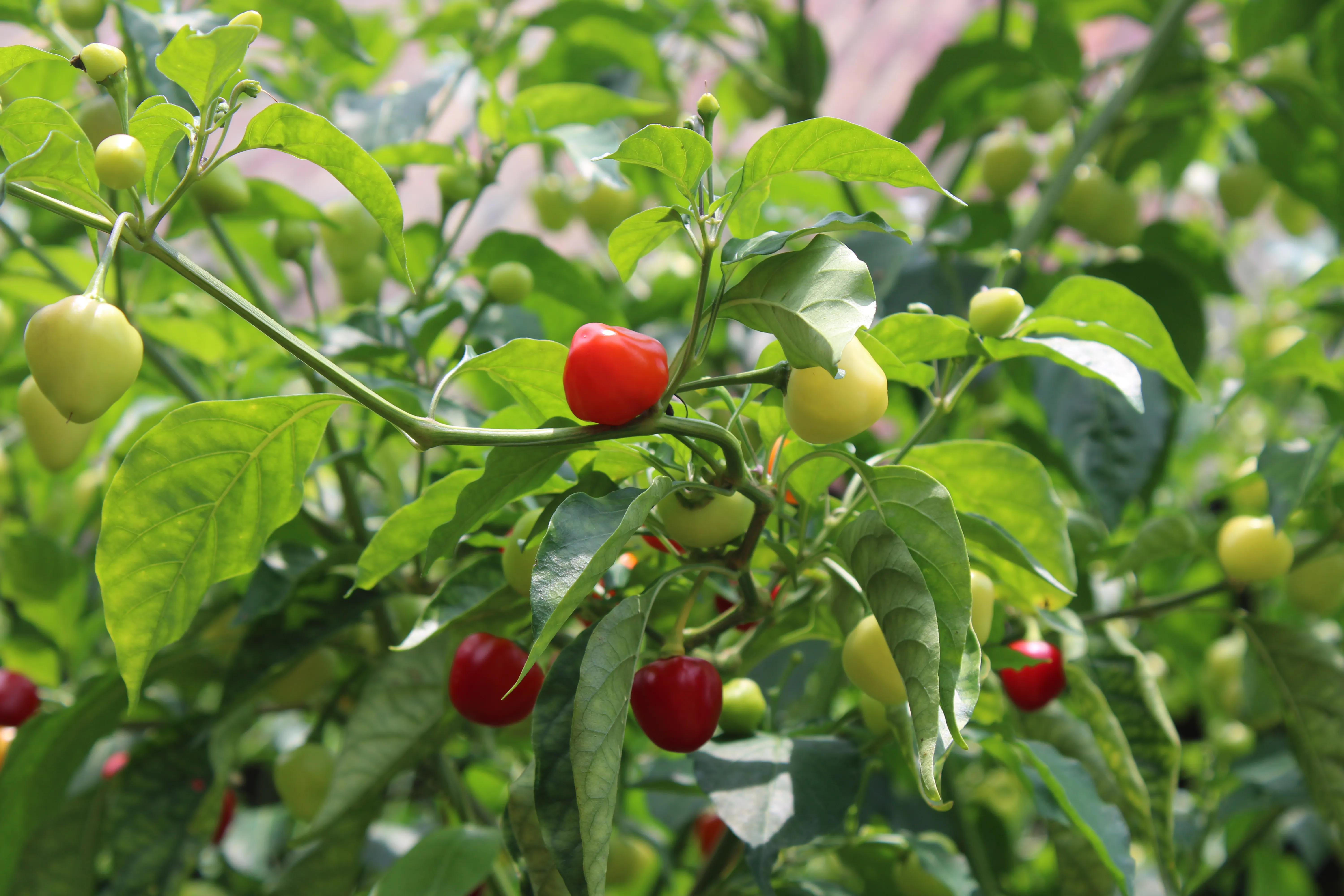 A plant of chili pepper.