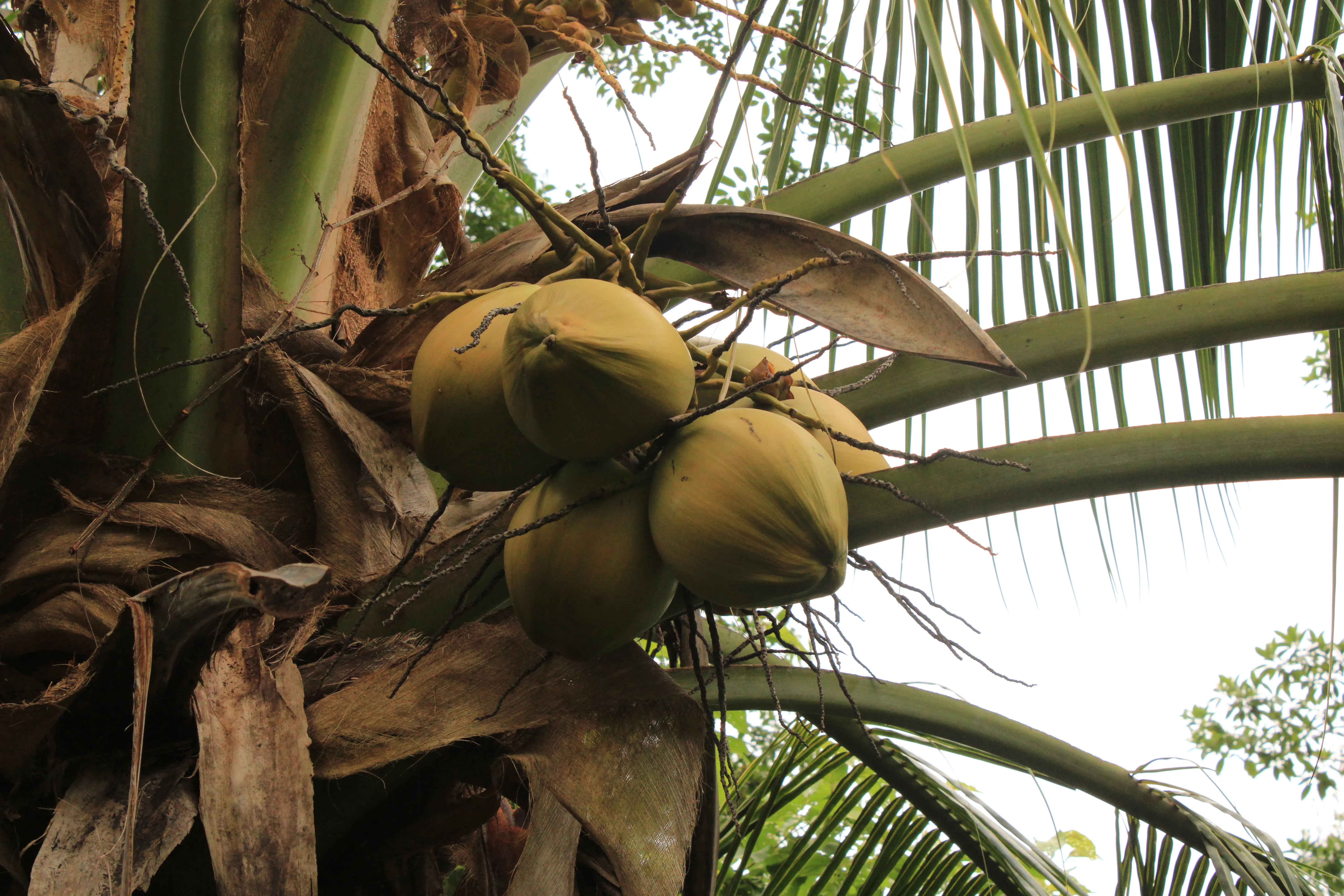 A coconut palm.