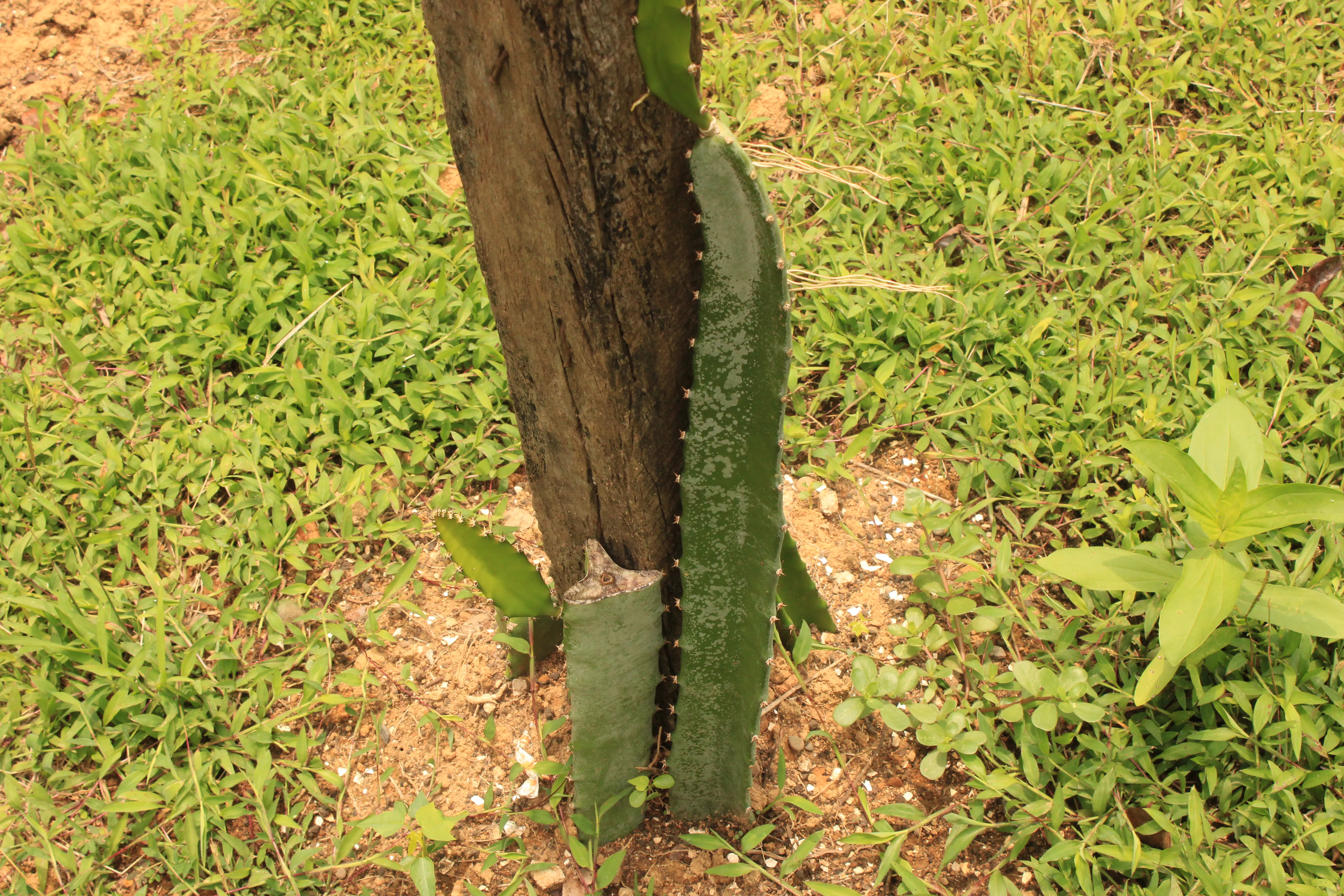 Dragon fruit is a very unique and special exotic fruit.