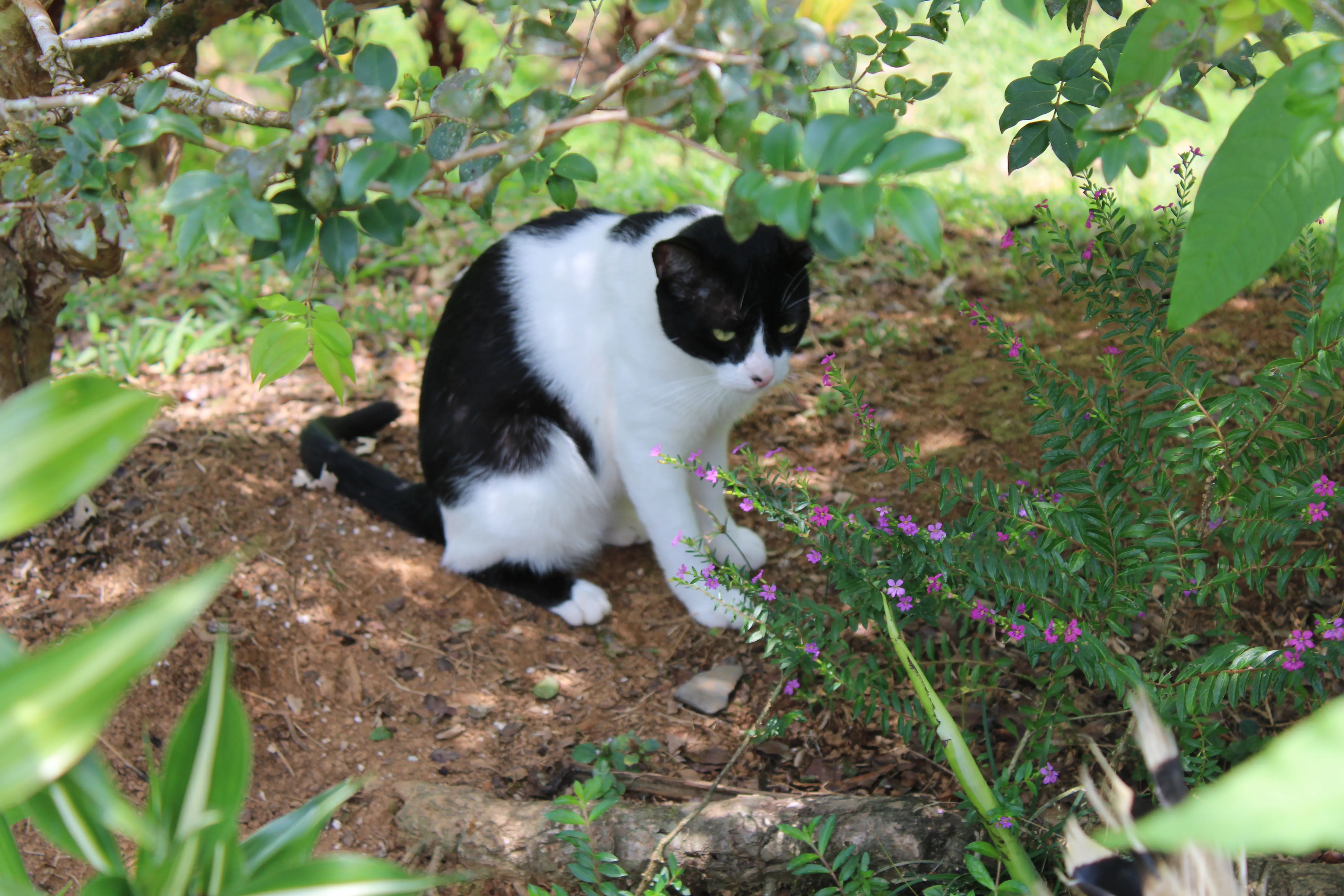 A cat from the farm.