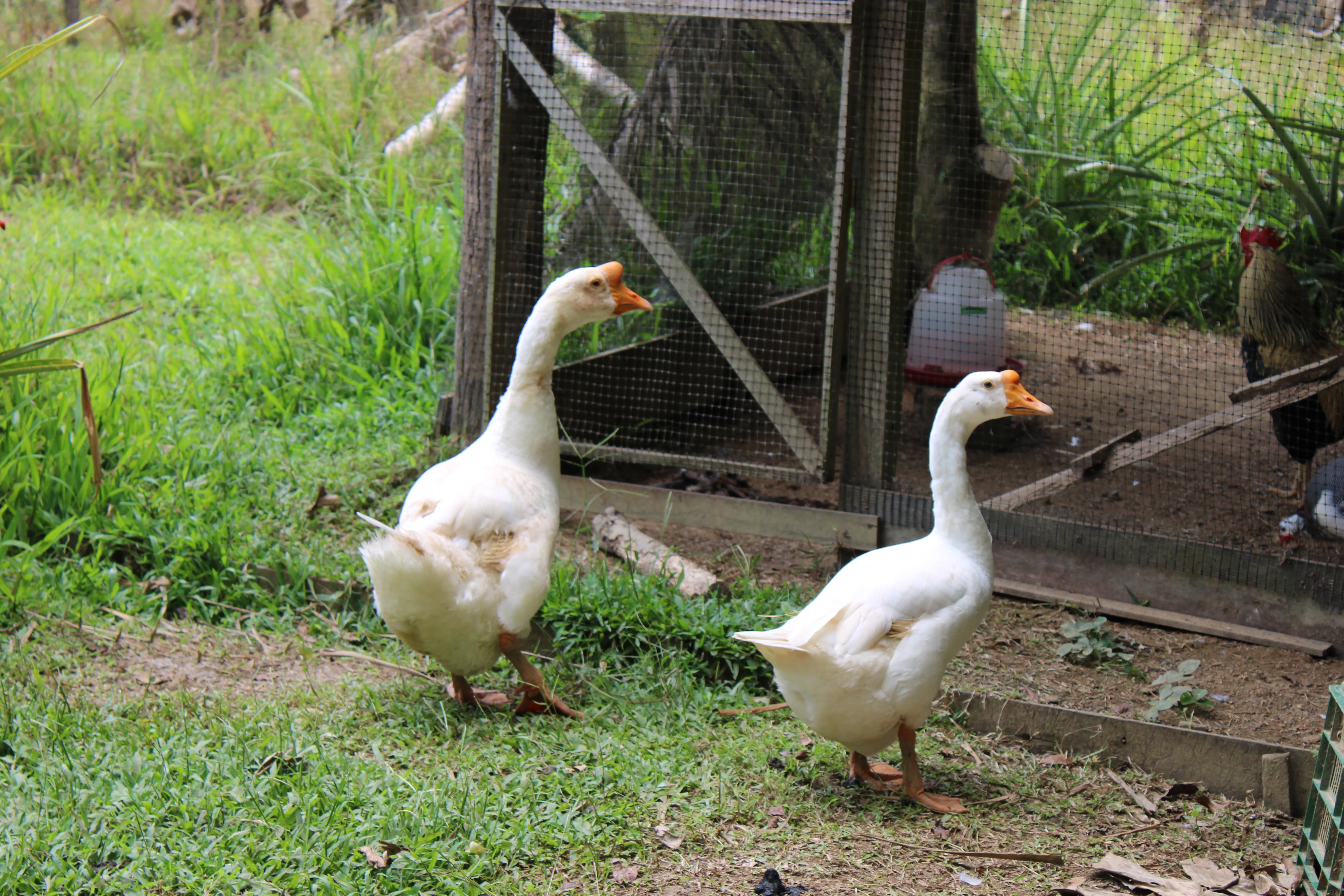 A couple of geese from our farm.