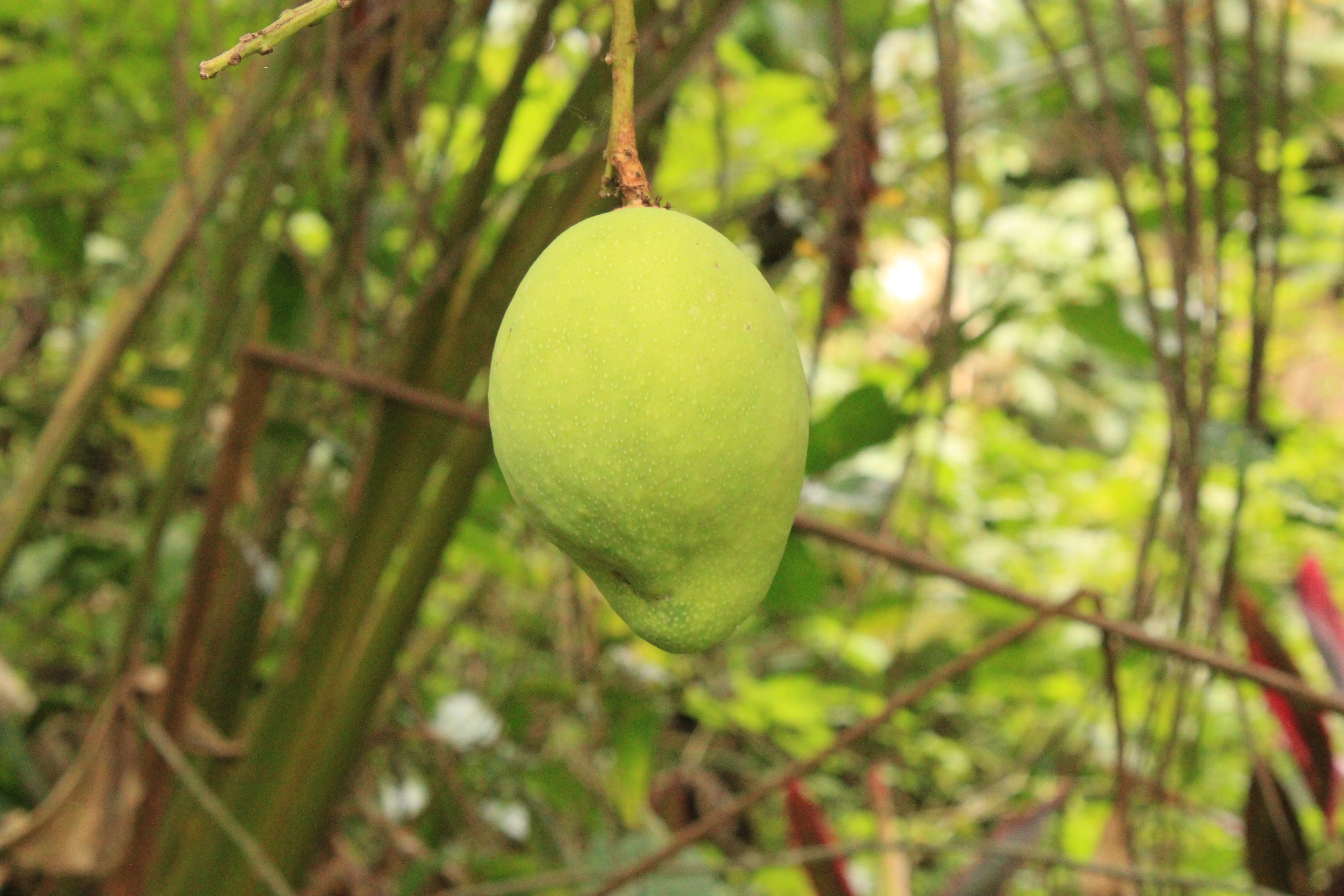 Mango hanging from the tree.