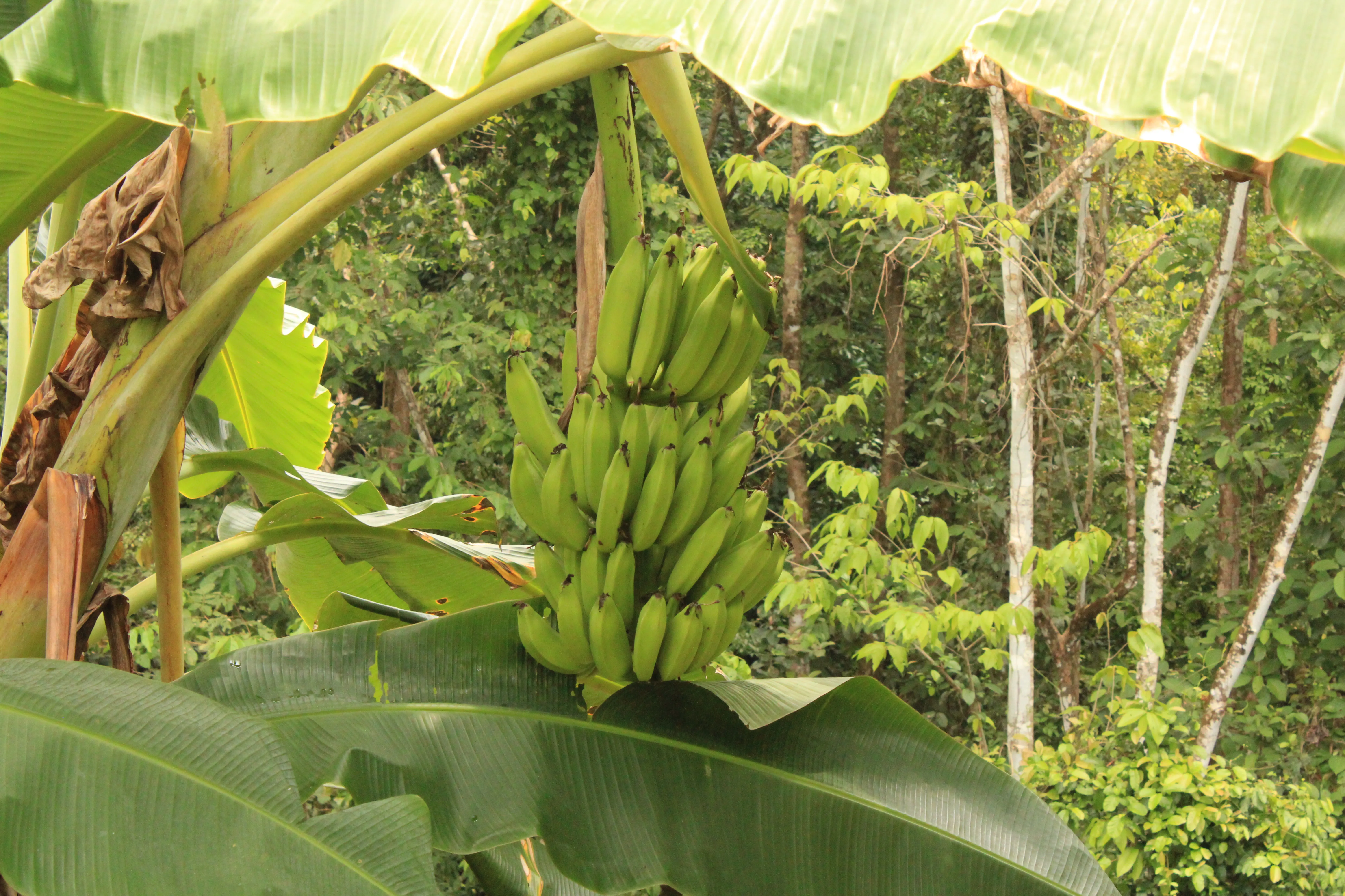 The bananas are the most widespread fruits in Costa Rica.