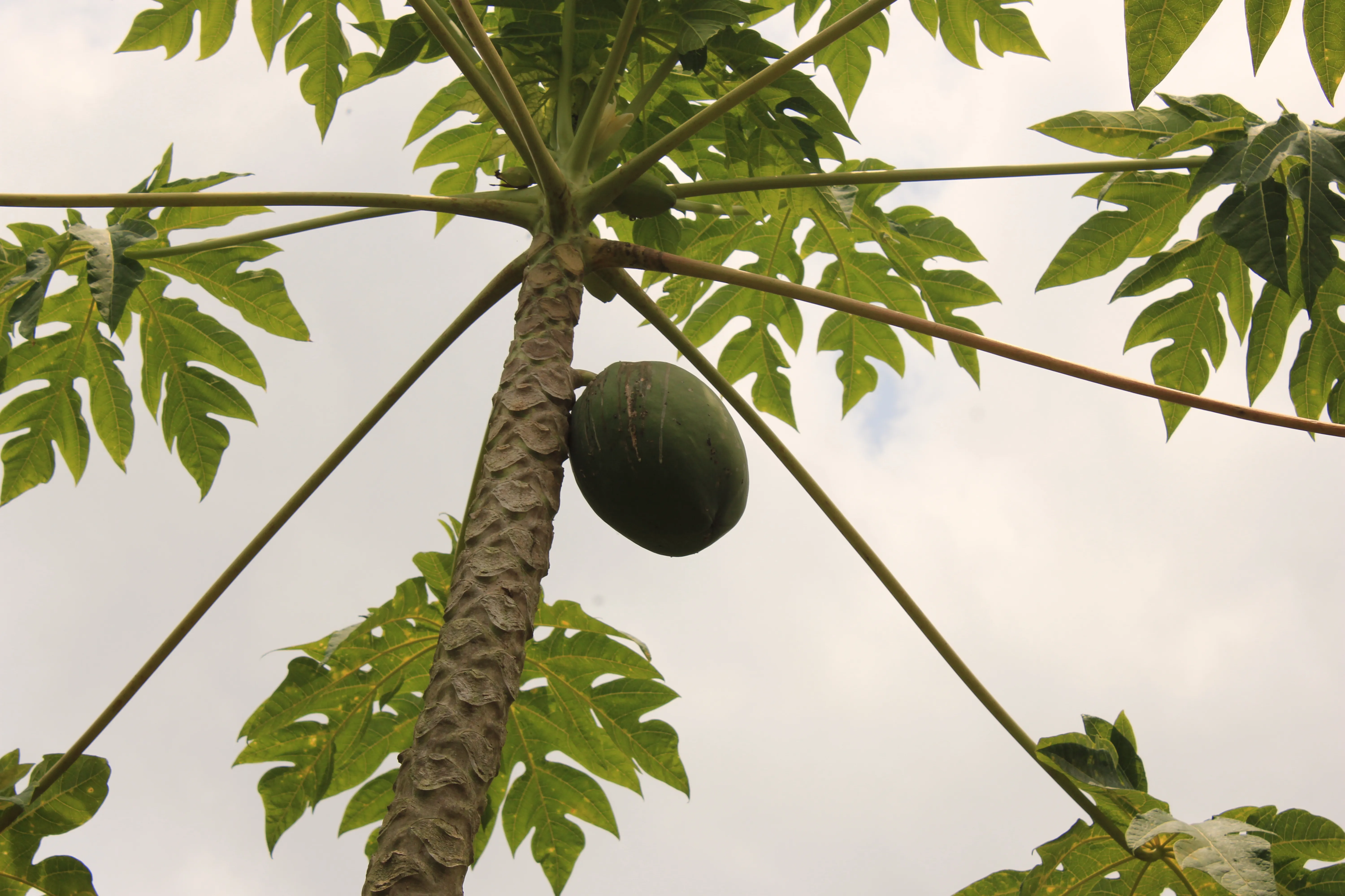 Papaya, tanagers, toucans, and fiery billed aracaris love to eat papaya.