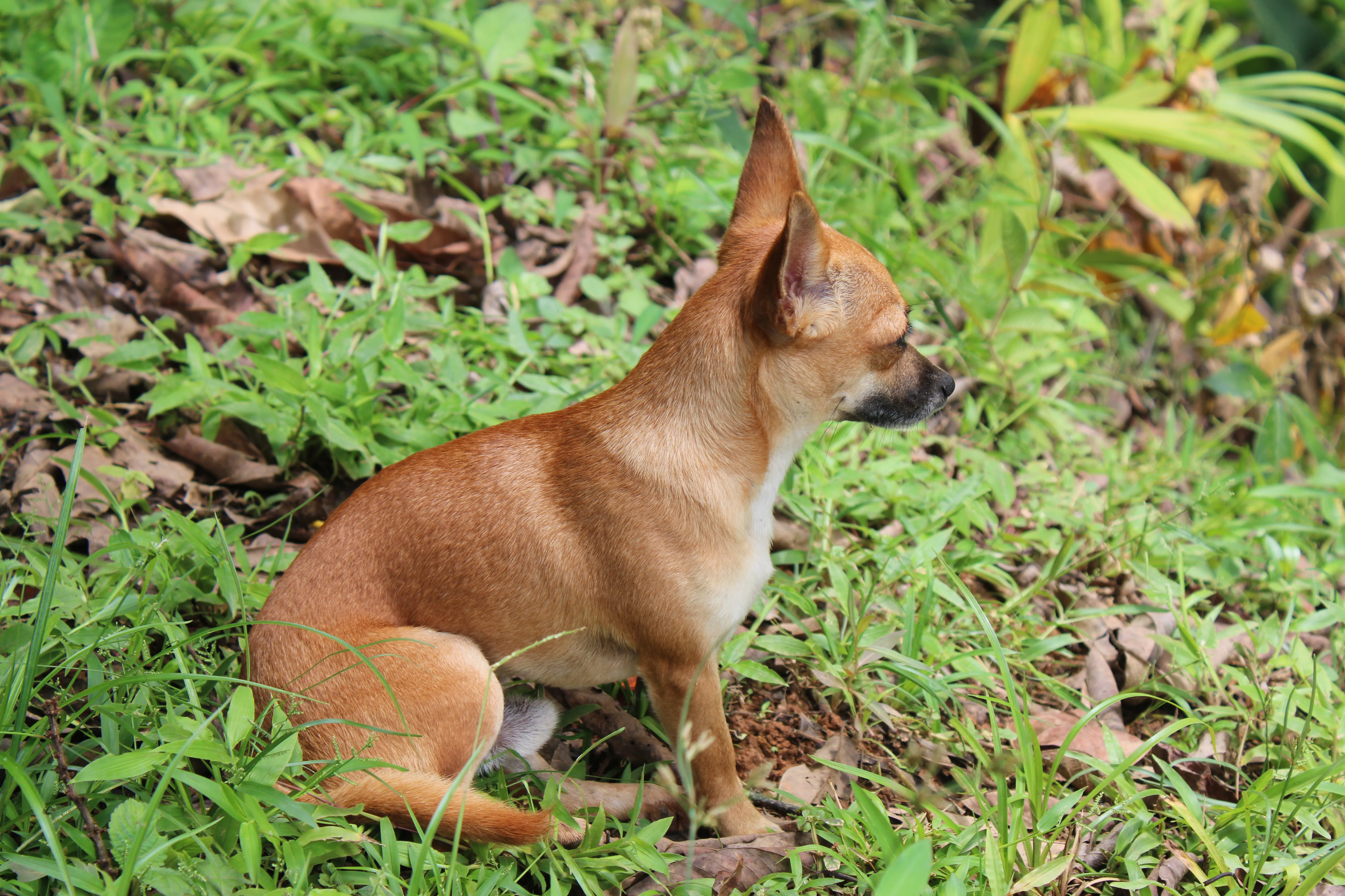 A dog from the farm.