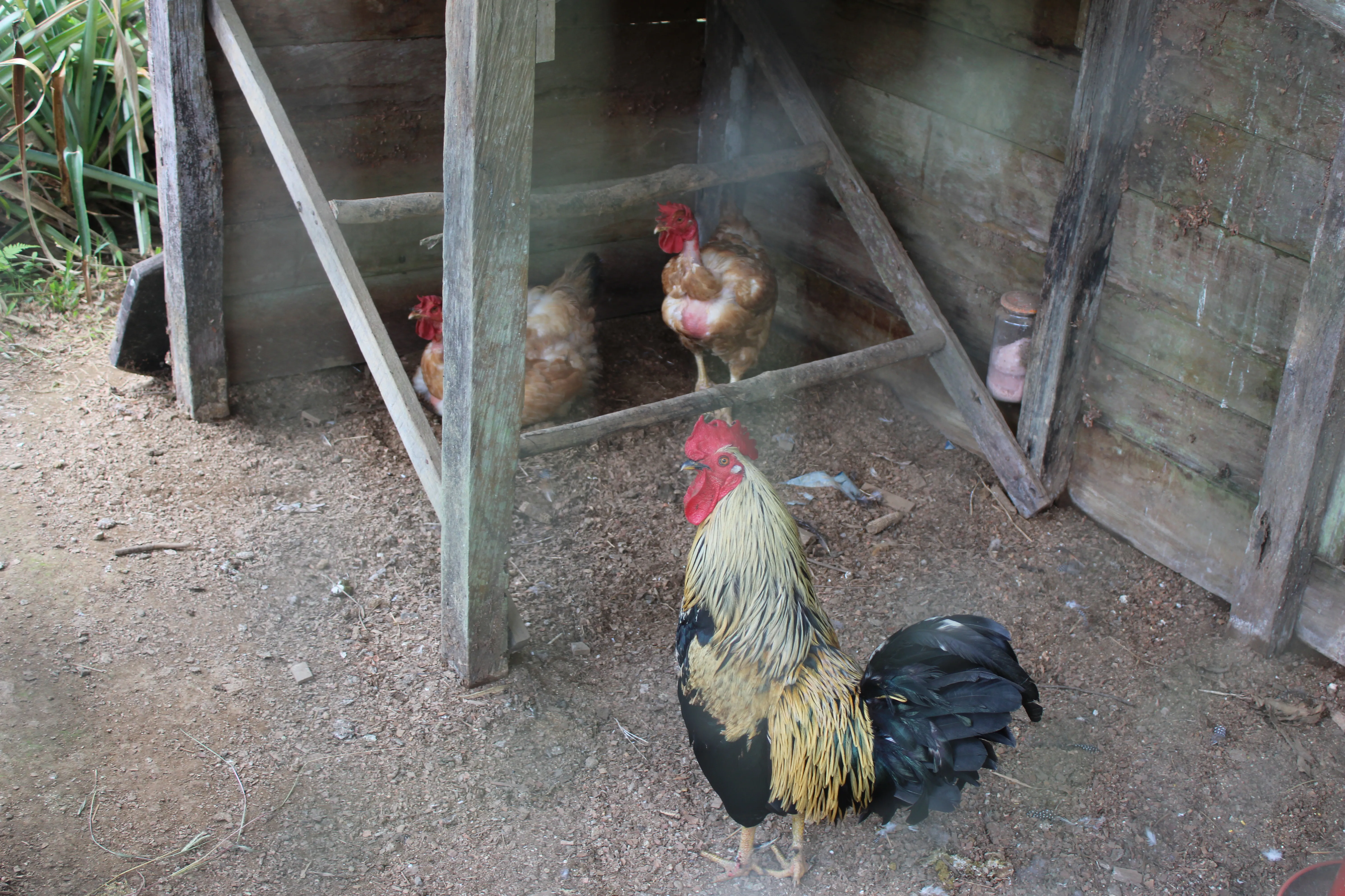 A rooster and hens from our farm.