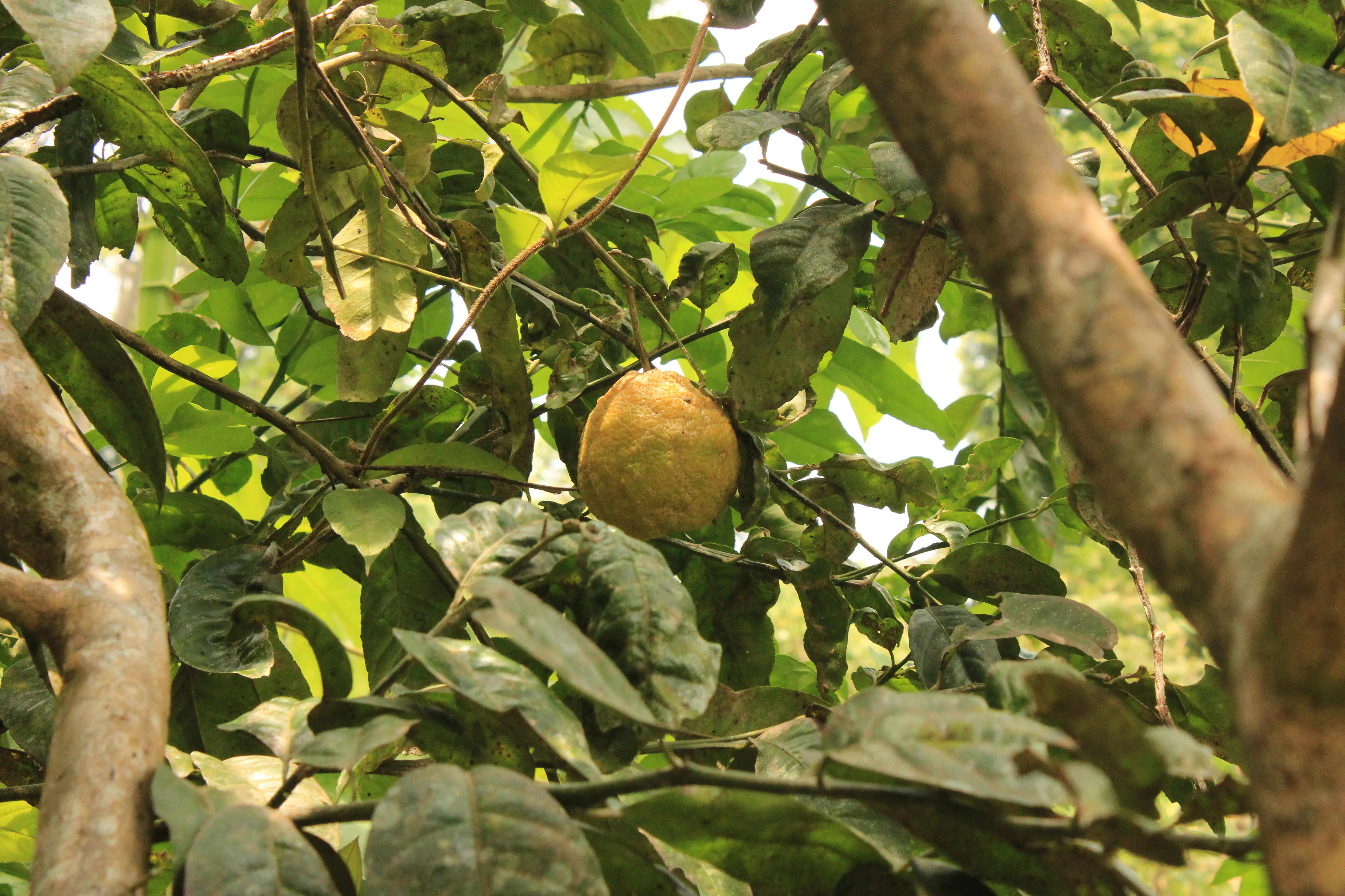 tangerine hanging from the tree.