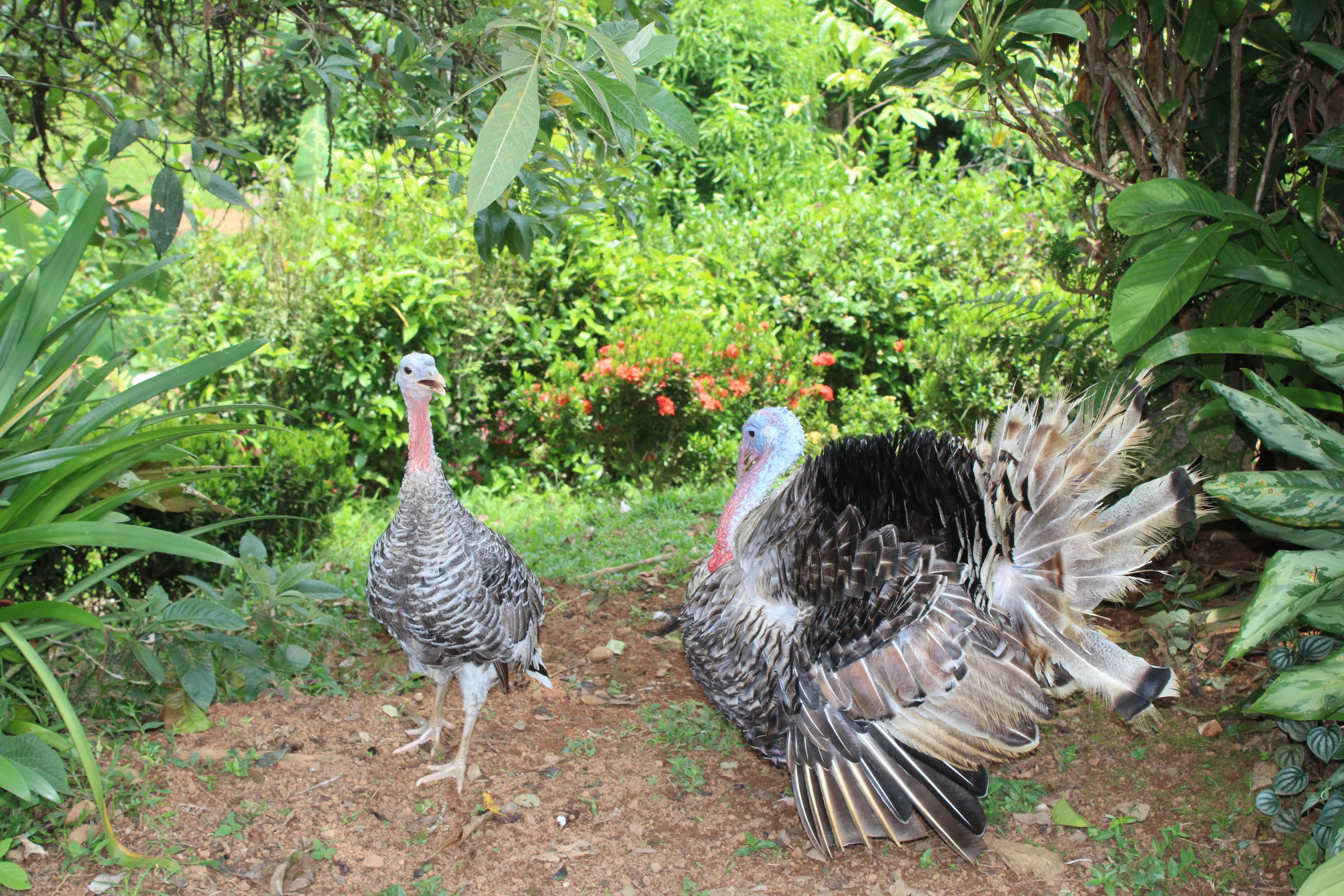 A couple of turkeys from the farm.