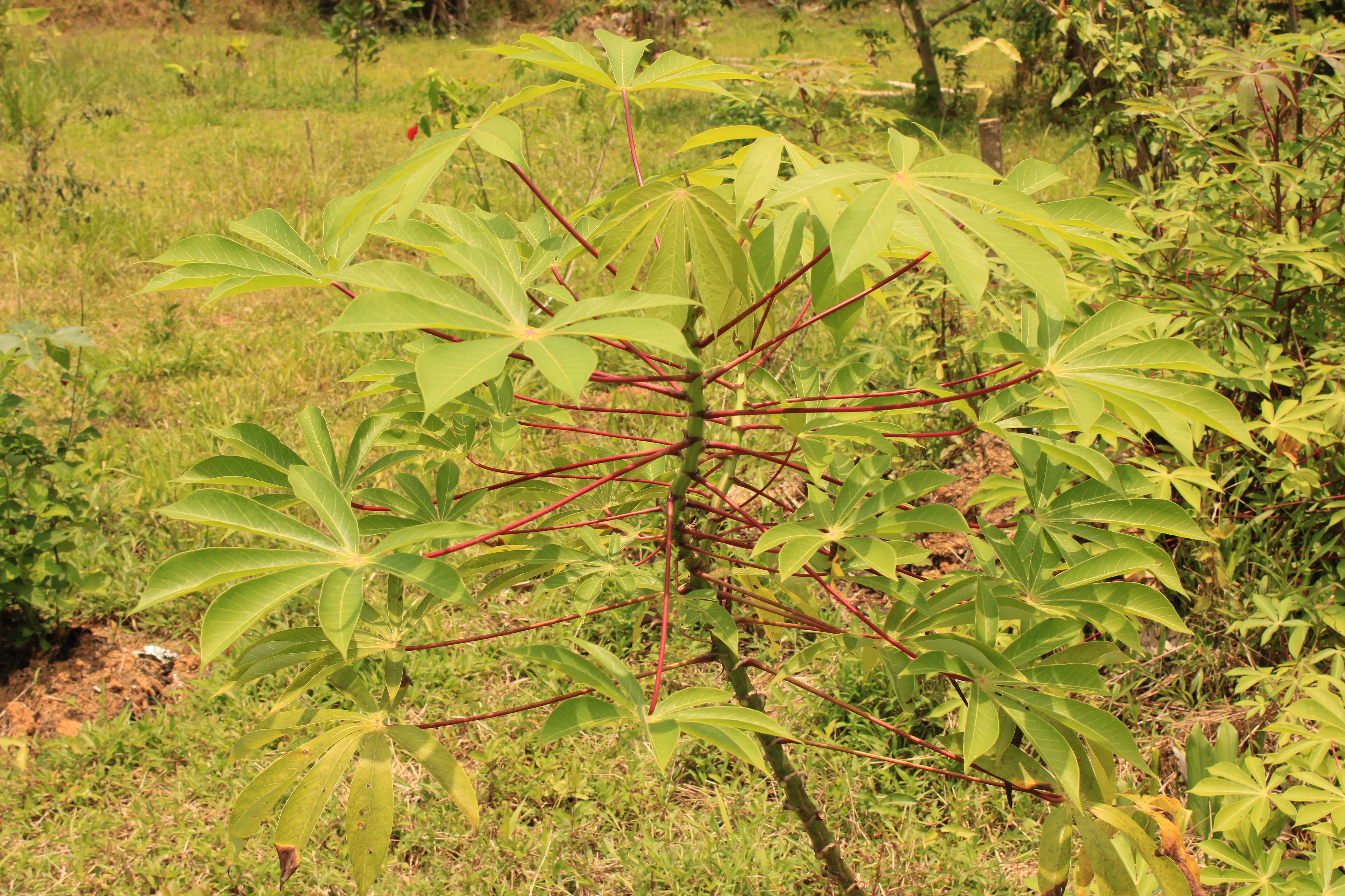 yuca or cassava. It is an exotic aliment from our lands, it has been the main source of food for hundreds of years.