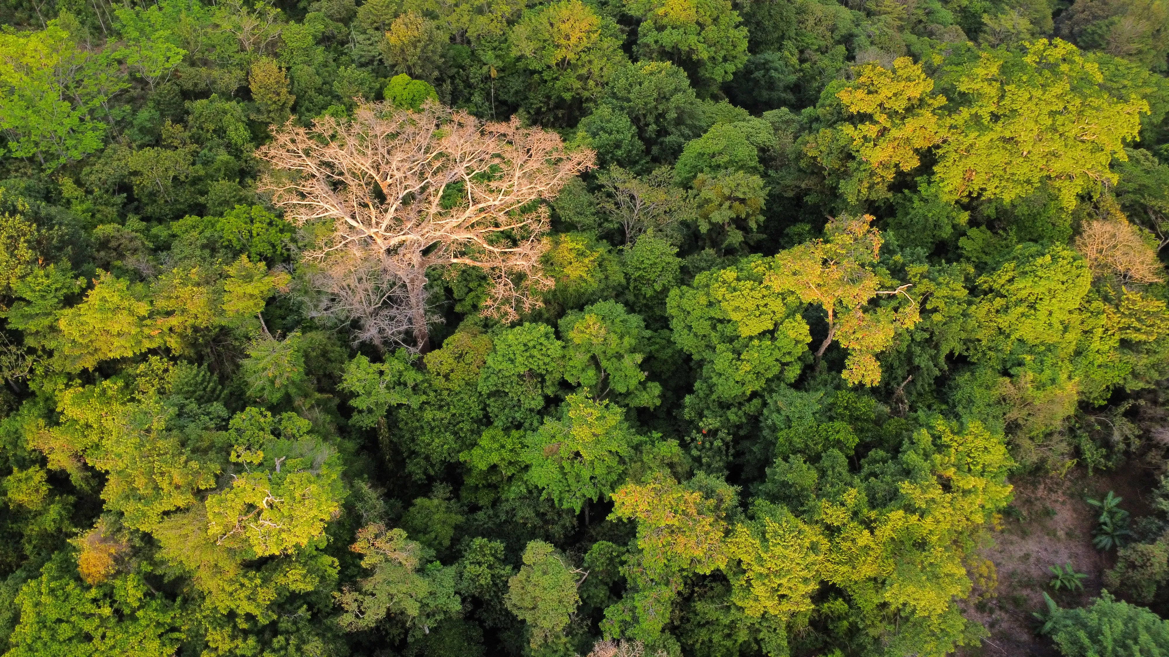 The Tropical Rainforest.