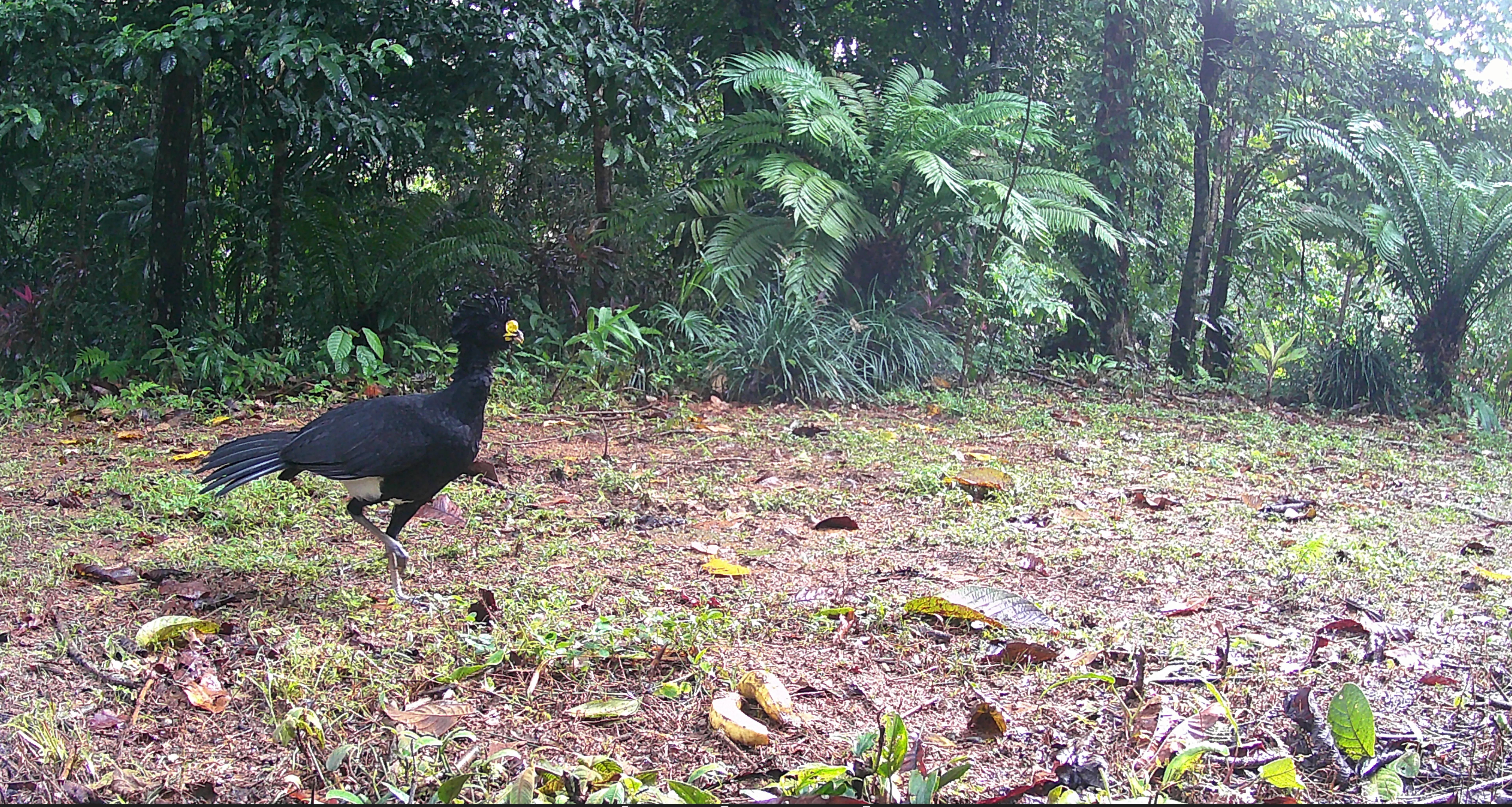 The Great Curassow (Crax rubra) is a rare species in Costa Rica.