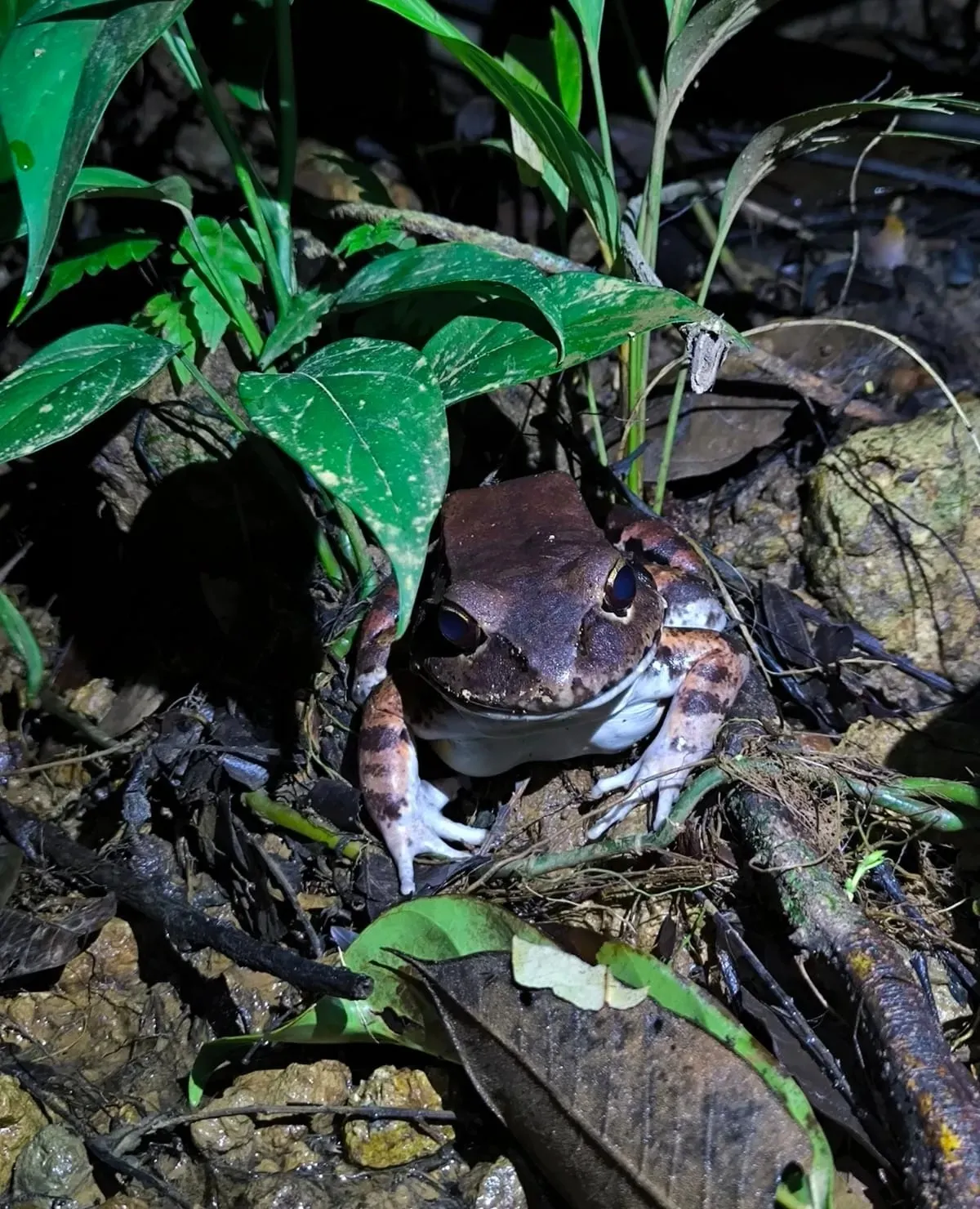 Frog tiger a common inhabitant of our forests.