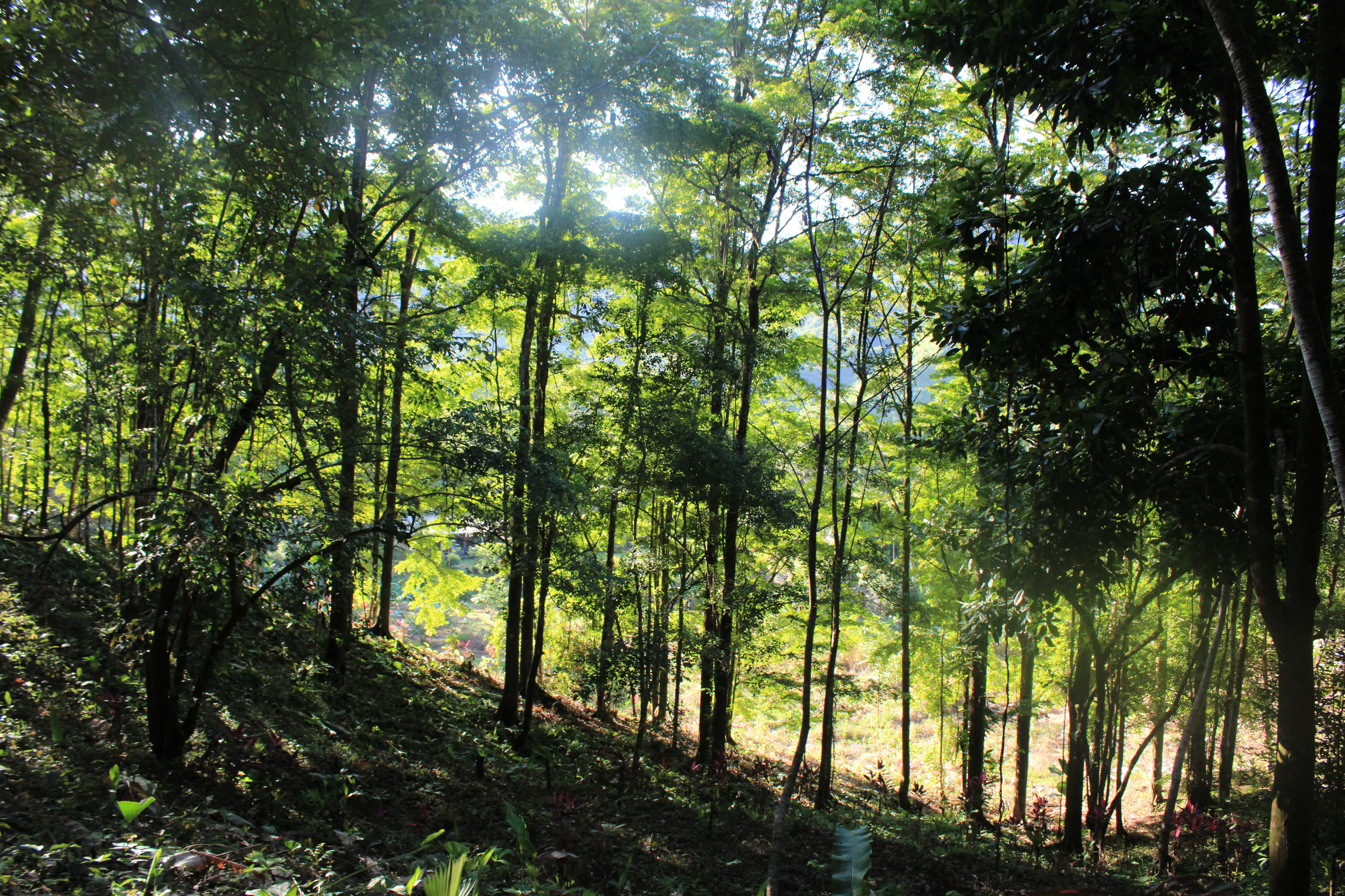 A Second Growth Forest.