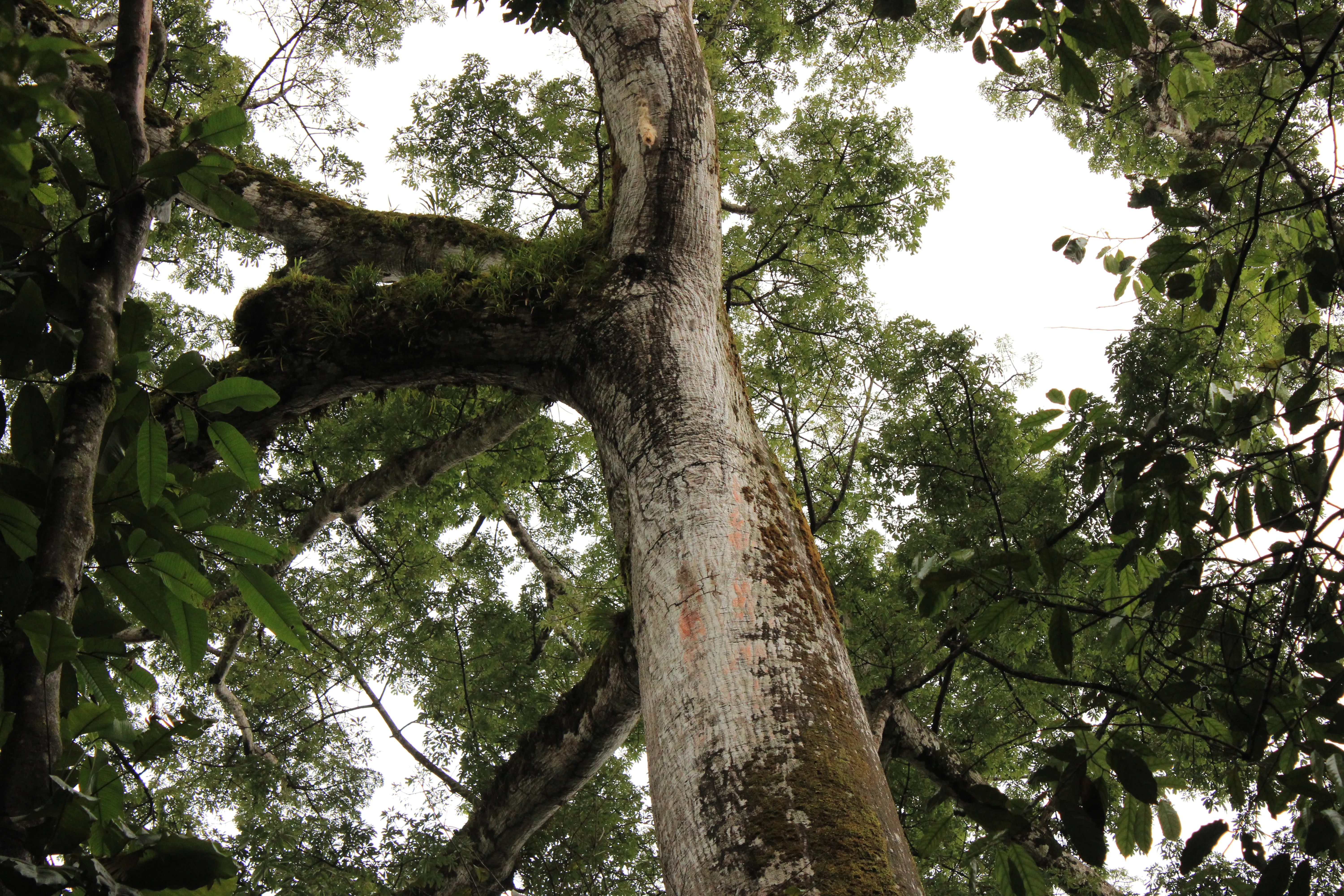 Kapok (Ceiba) tree. A giant from the rainforest,  it is thought to be over 800 years old.