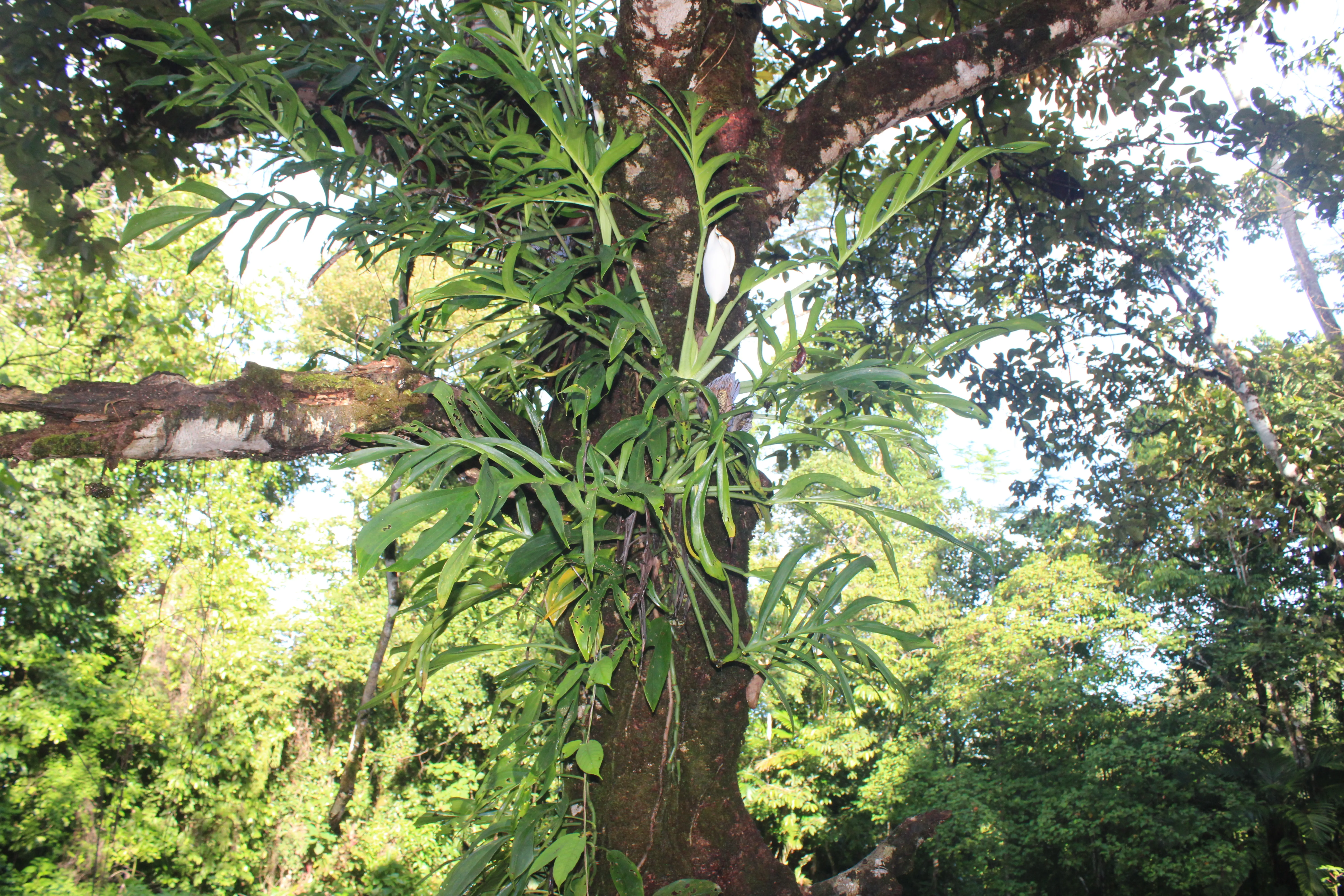 Monstera.