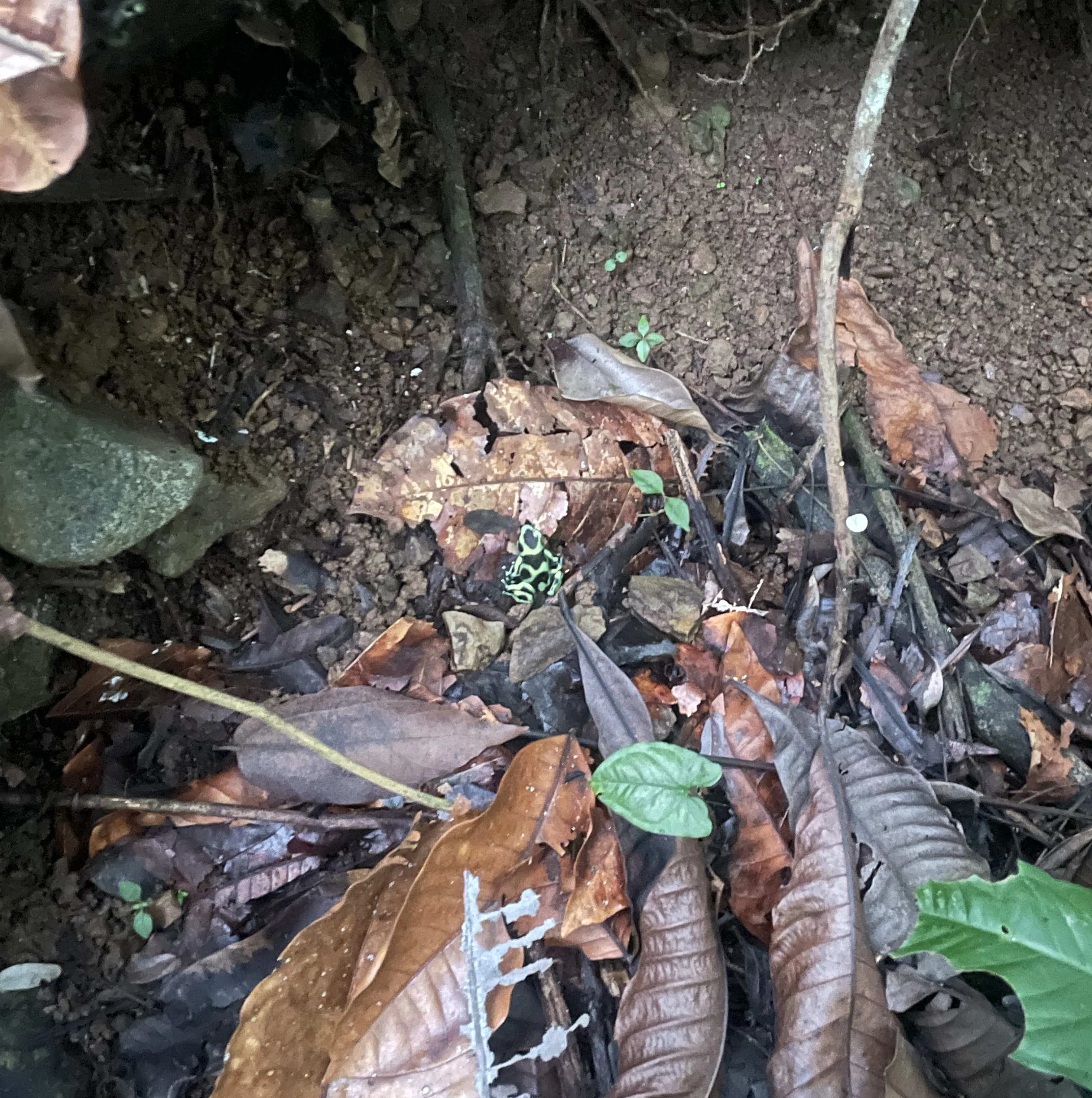 Frog, Dendobrates auratus