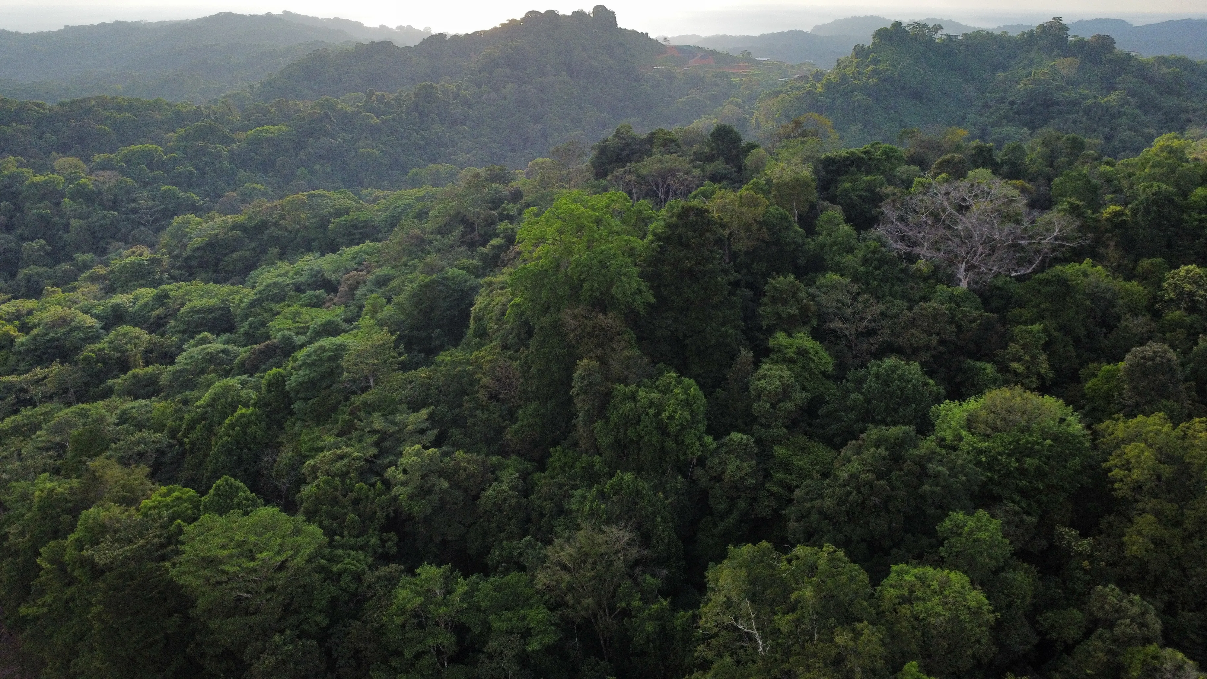 The Tropical Rainforest of the Osa.