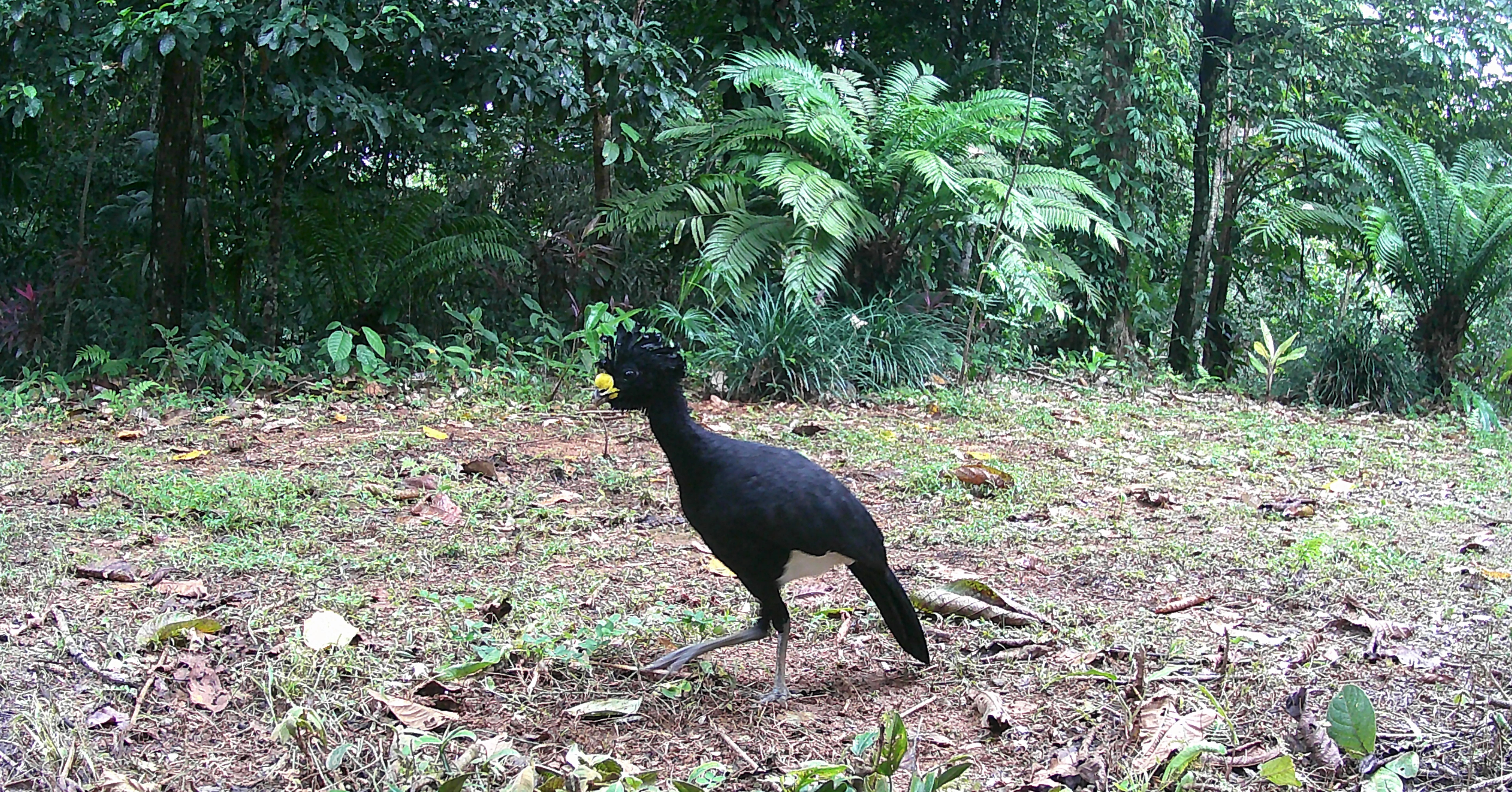 Great Curassow