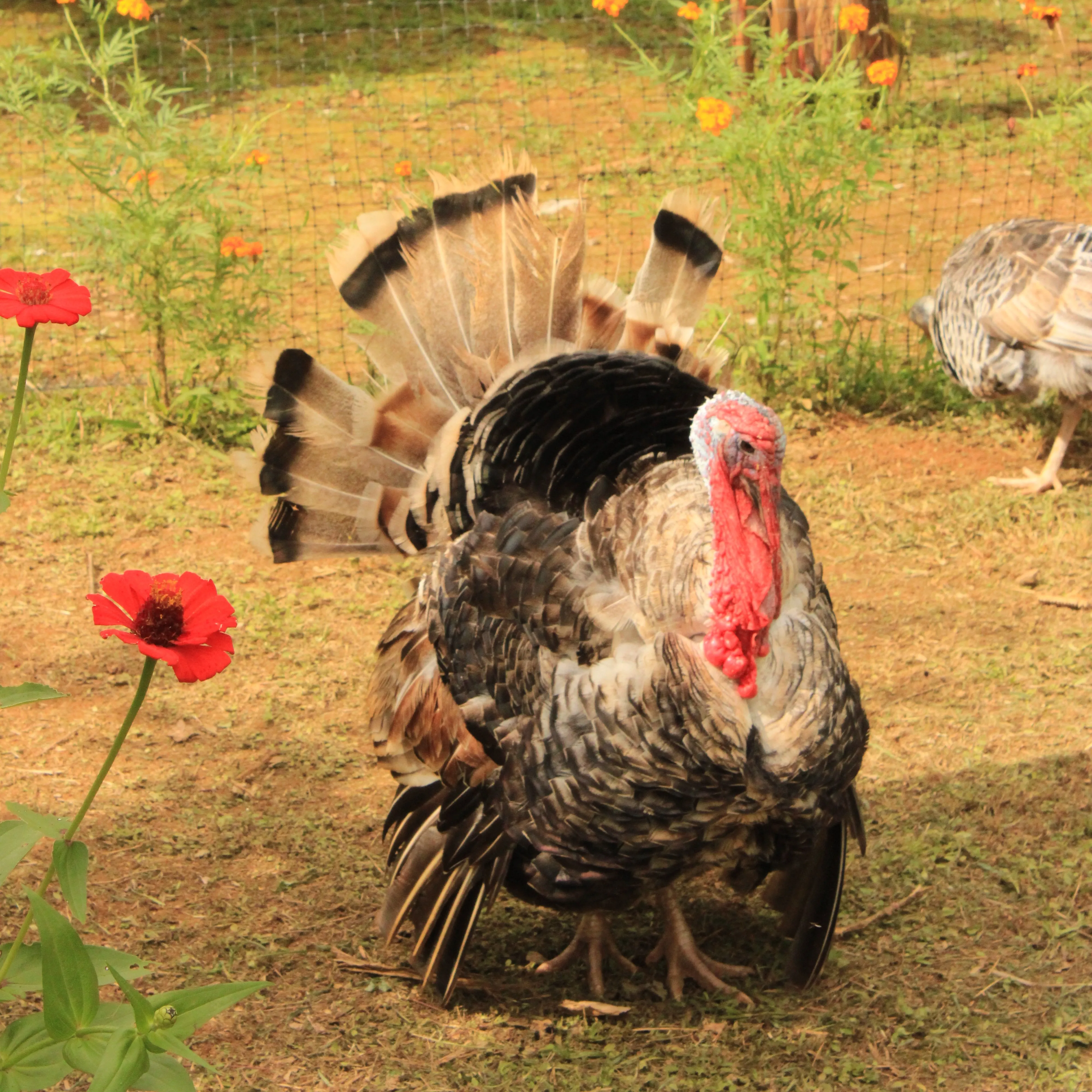 Farm and Medicinal Plants - image of a turkey