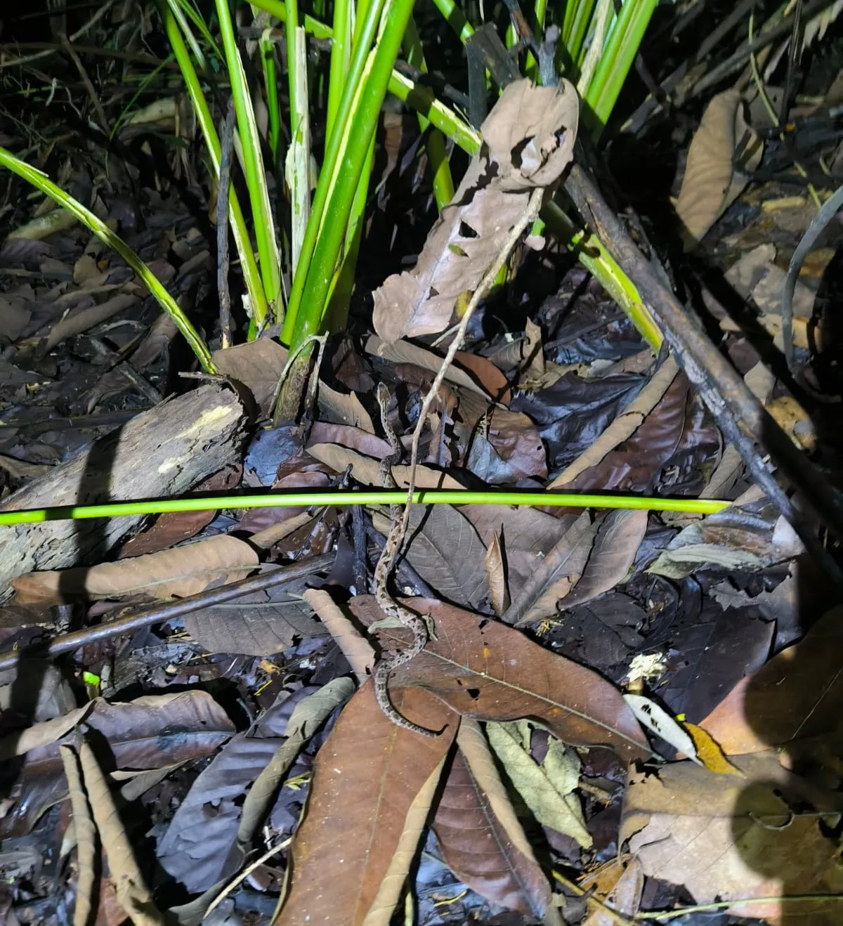 big tarantula spoted on a nightwalk