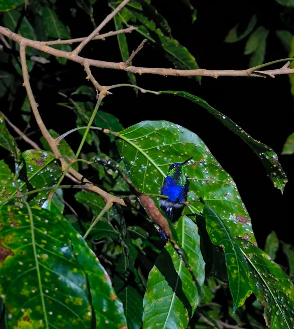 picture of a green-crowned woodnymph