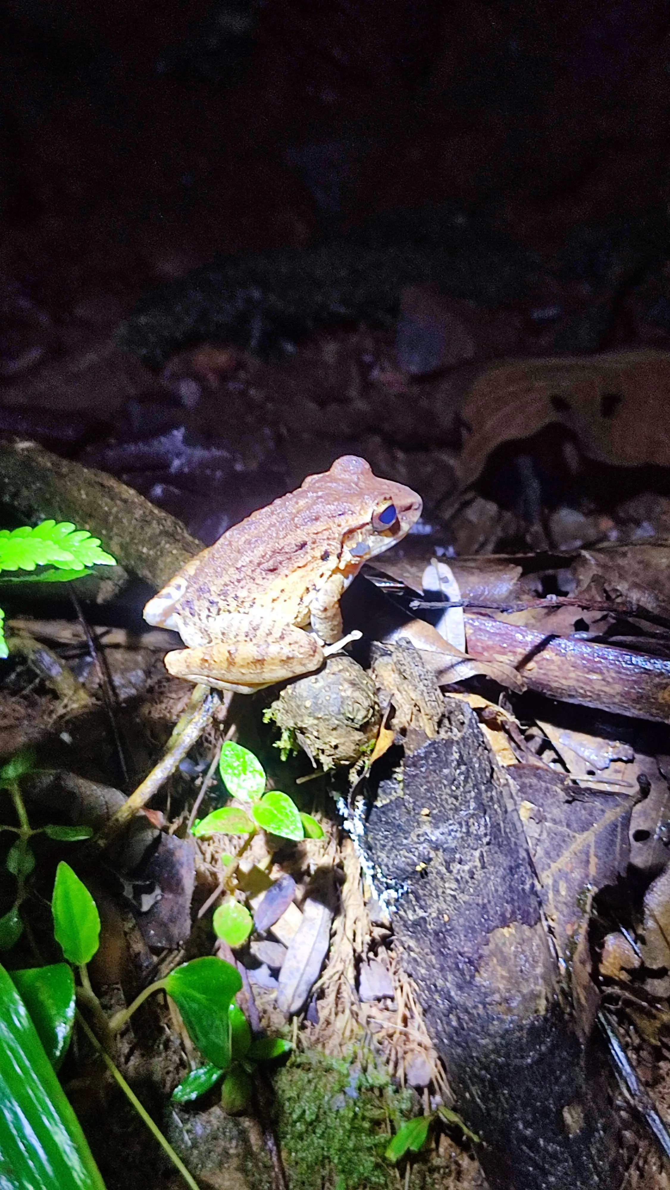 Craugastor fitzingeri - Common Rain Frog