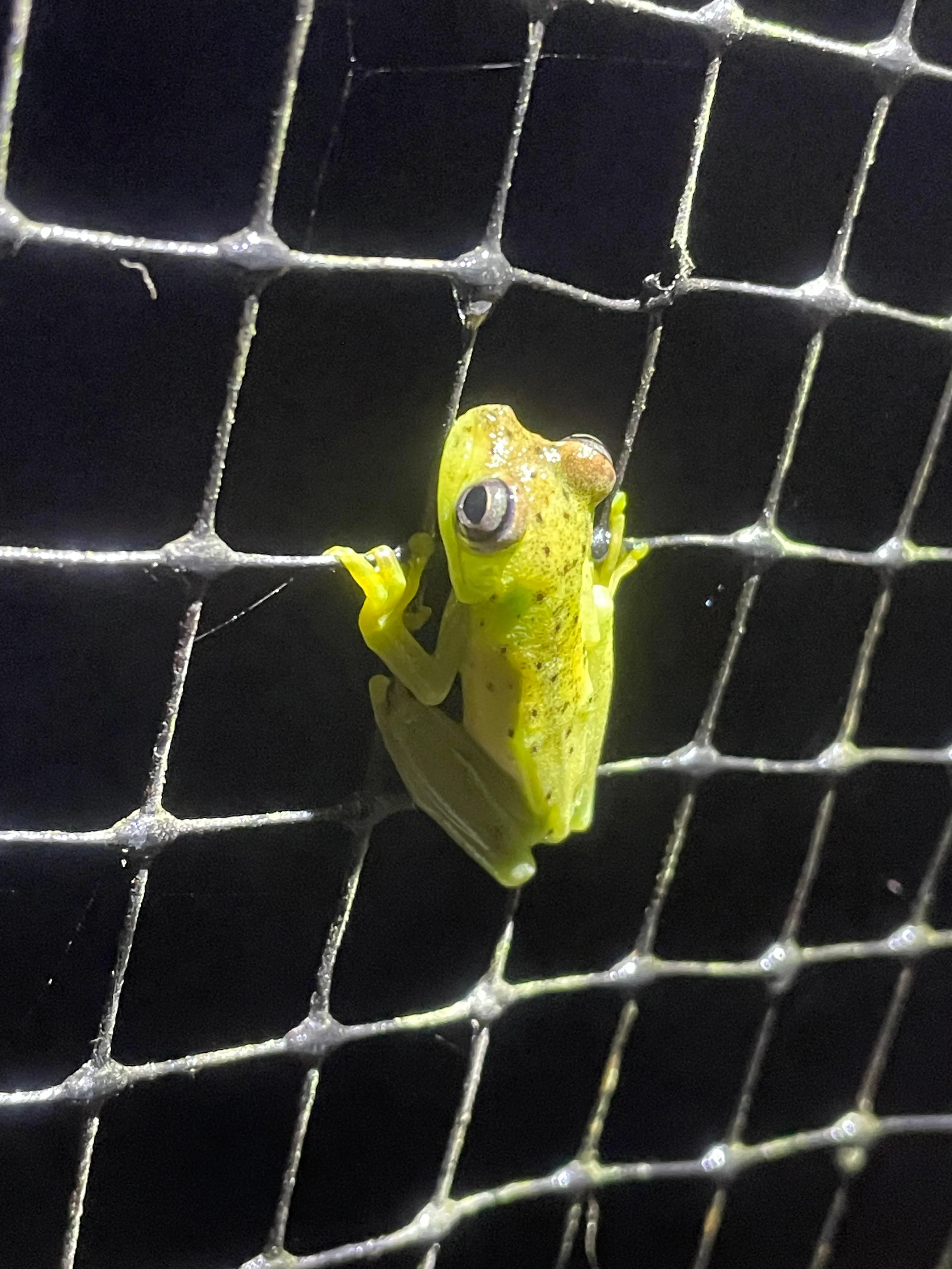 Emerald Glass Frog - Green amphibian in rainforest habitat