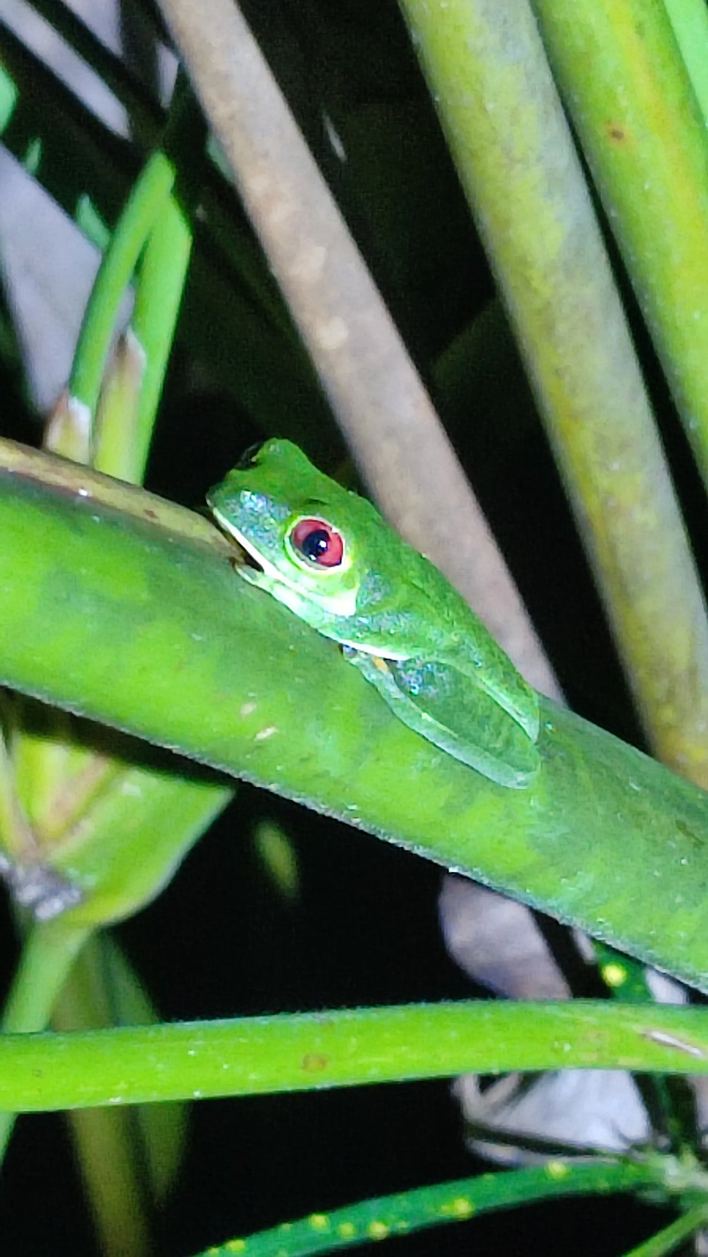 Agalychnis callidryas - Red-eyed Leaf Frog