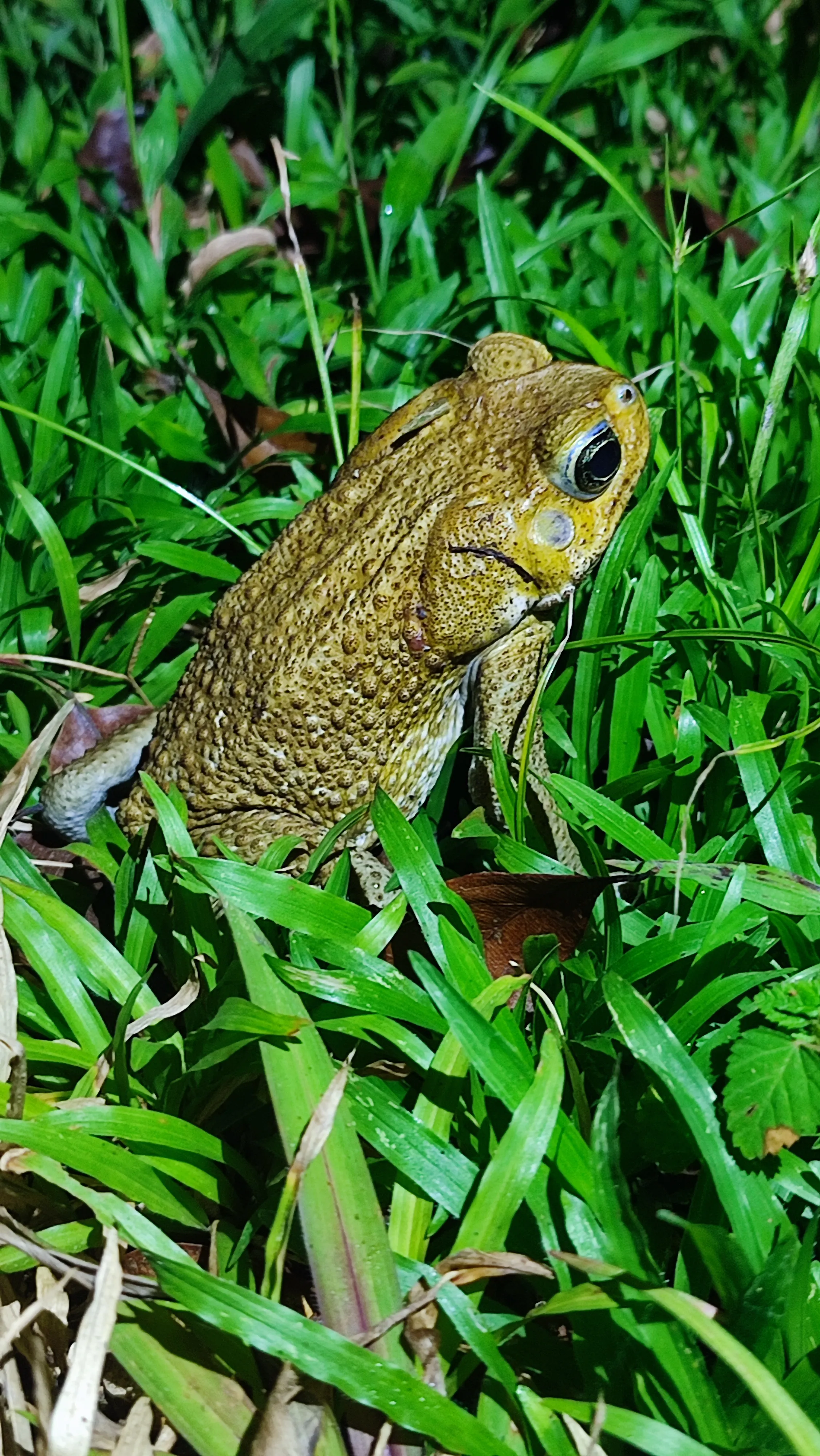 Rhinella marina - Marine Toad