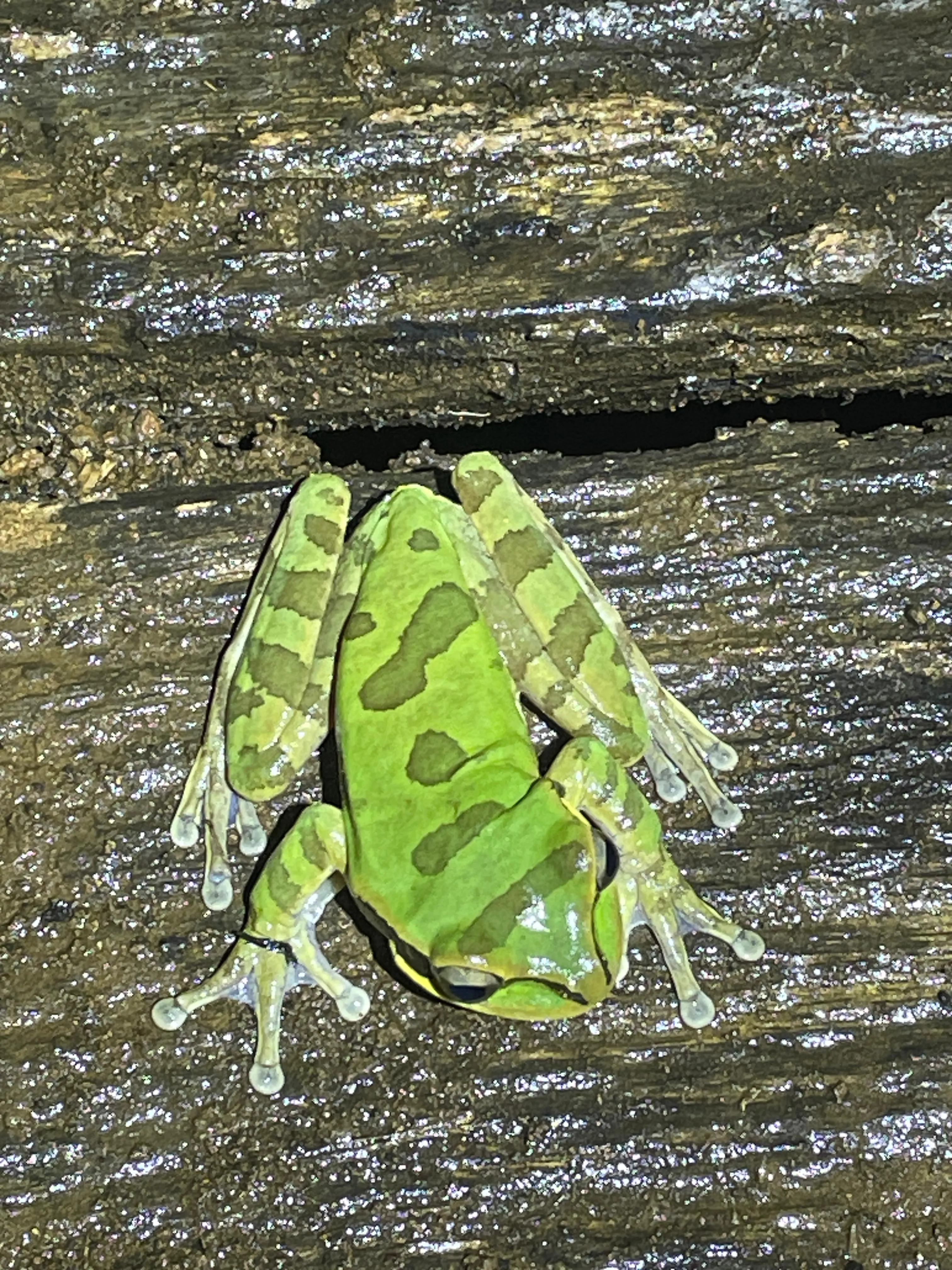 Masked Tree Frog - Green amphibian with distinctive markings