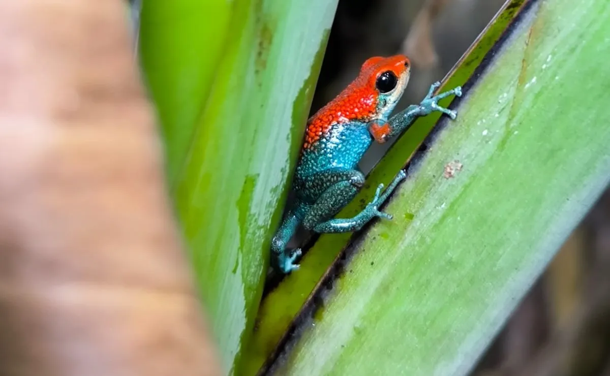 Oophaga Granulifera - Red and black endangered poison frog