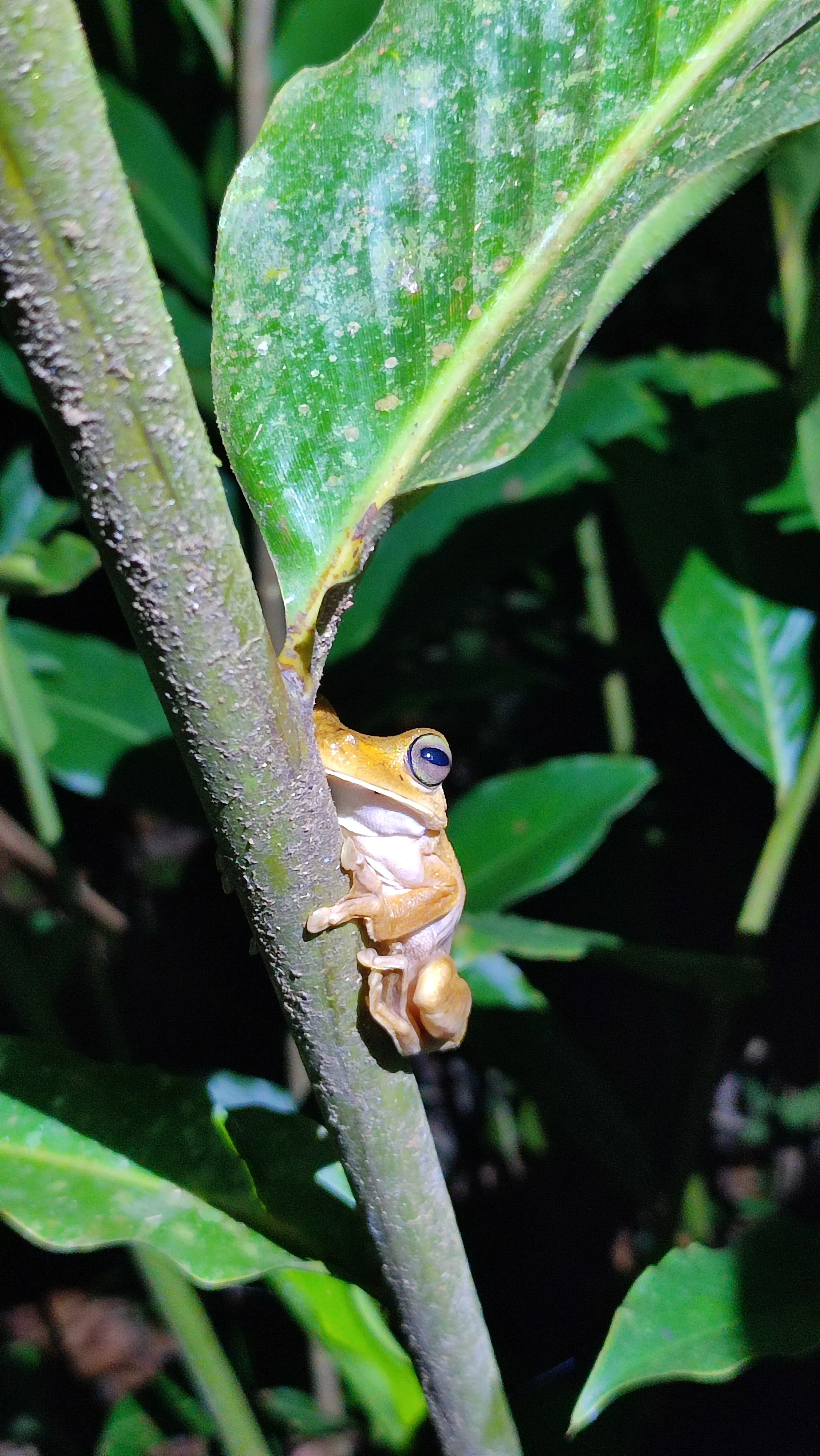 Hypsiboas Rosenbergi - Green and yellow amphibian in rainforest habitat