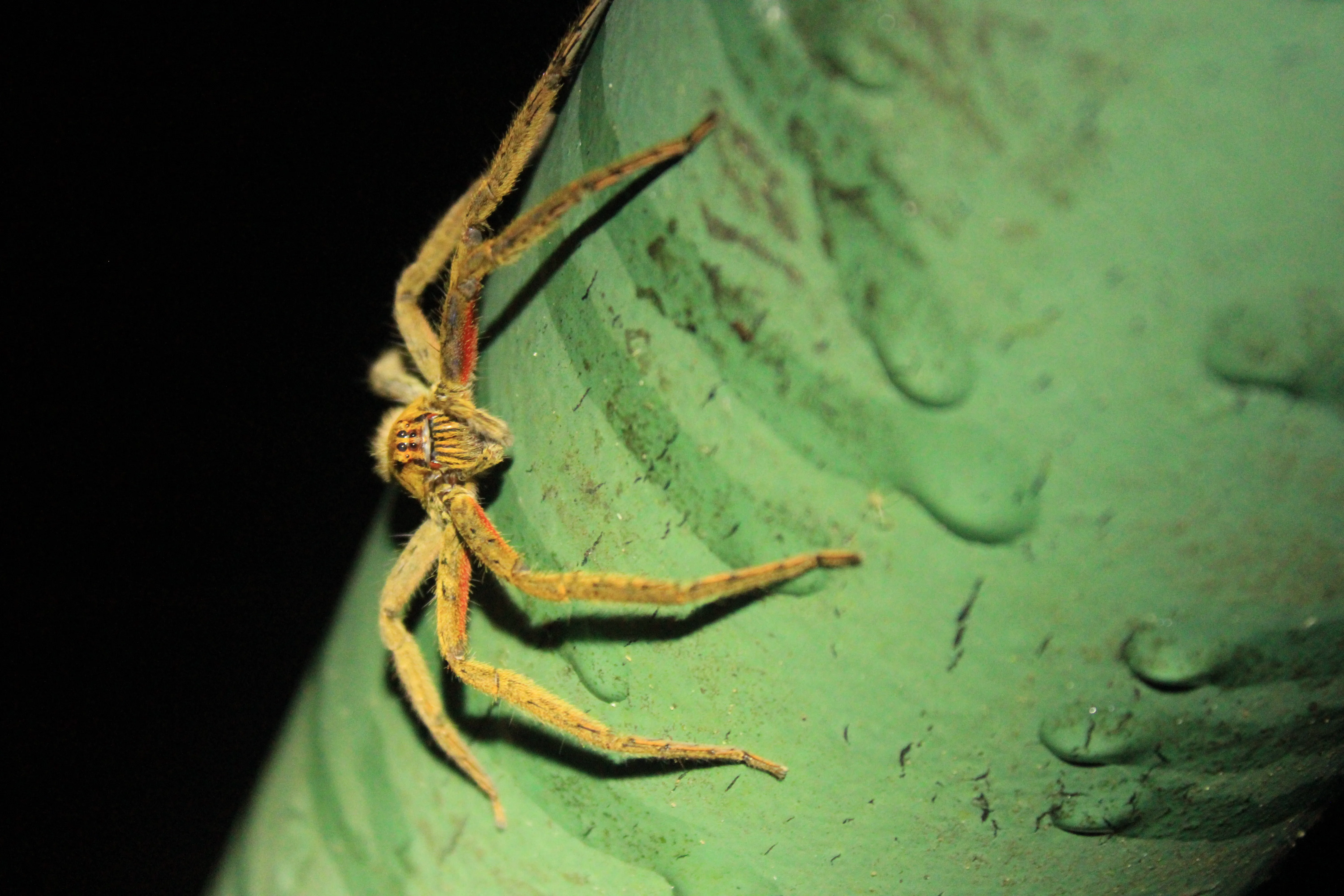 Red-Thighed Bromeliad Spider