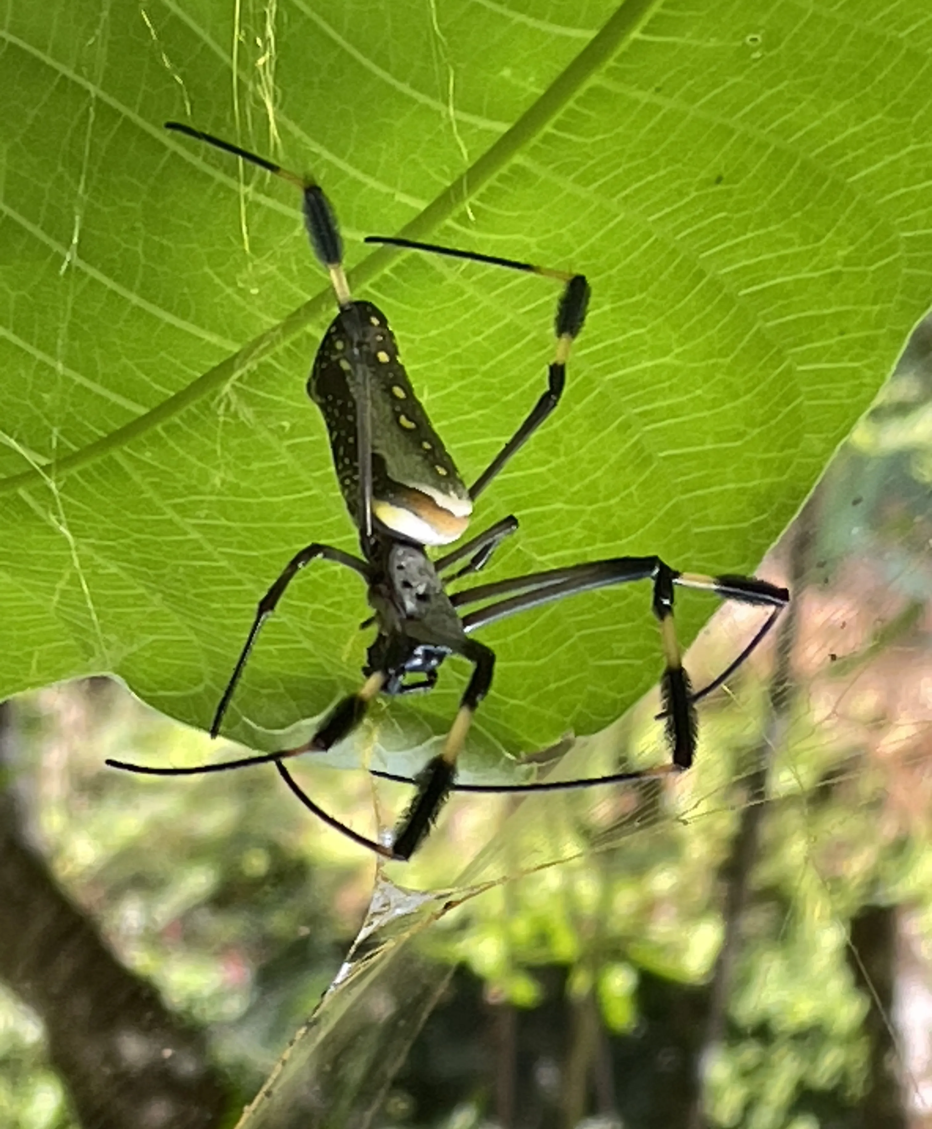 Golden Silk Orb-Weaver
