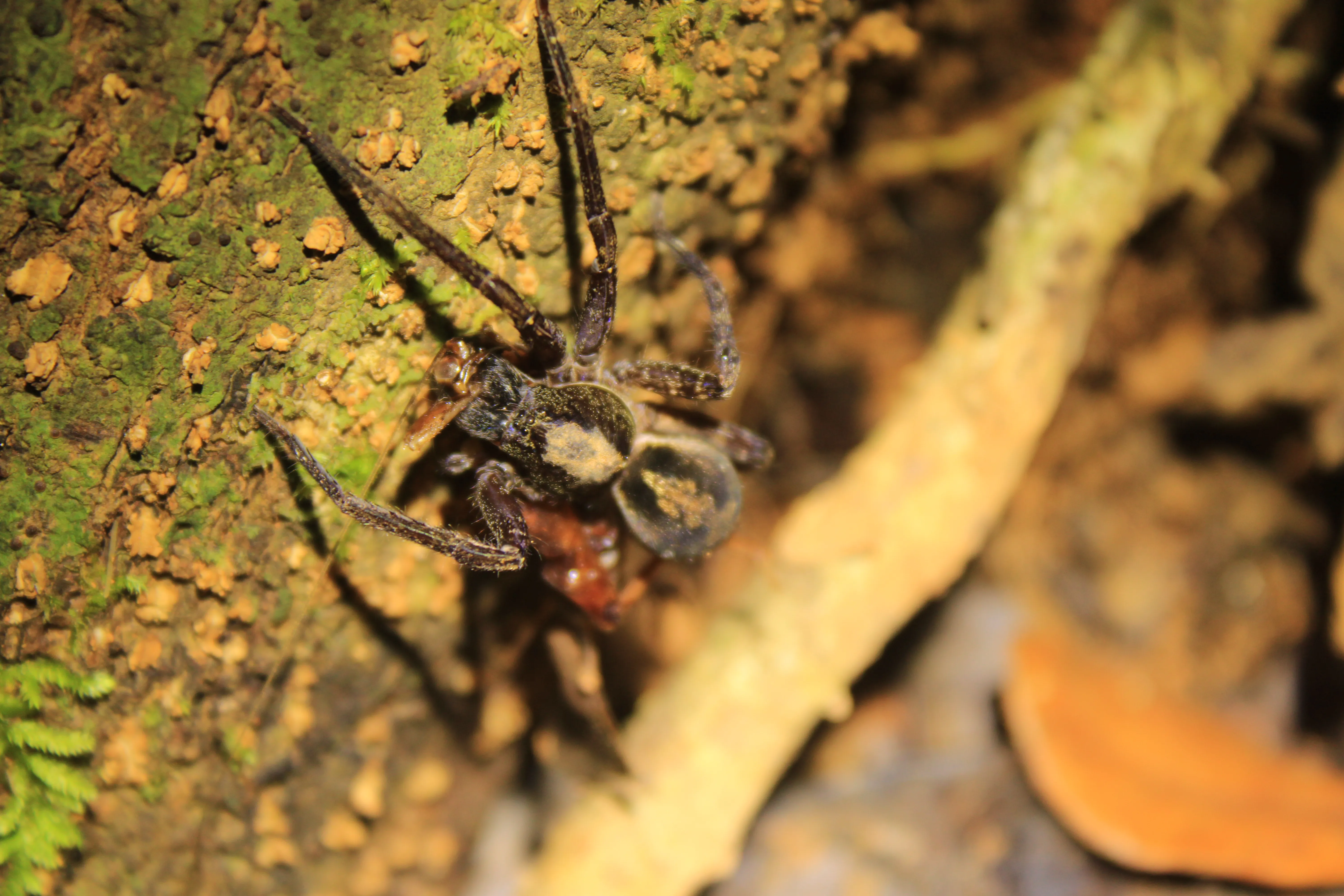 Ctenus ornatus eating a leaf-cutter ant 