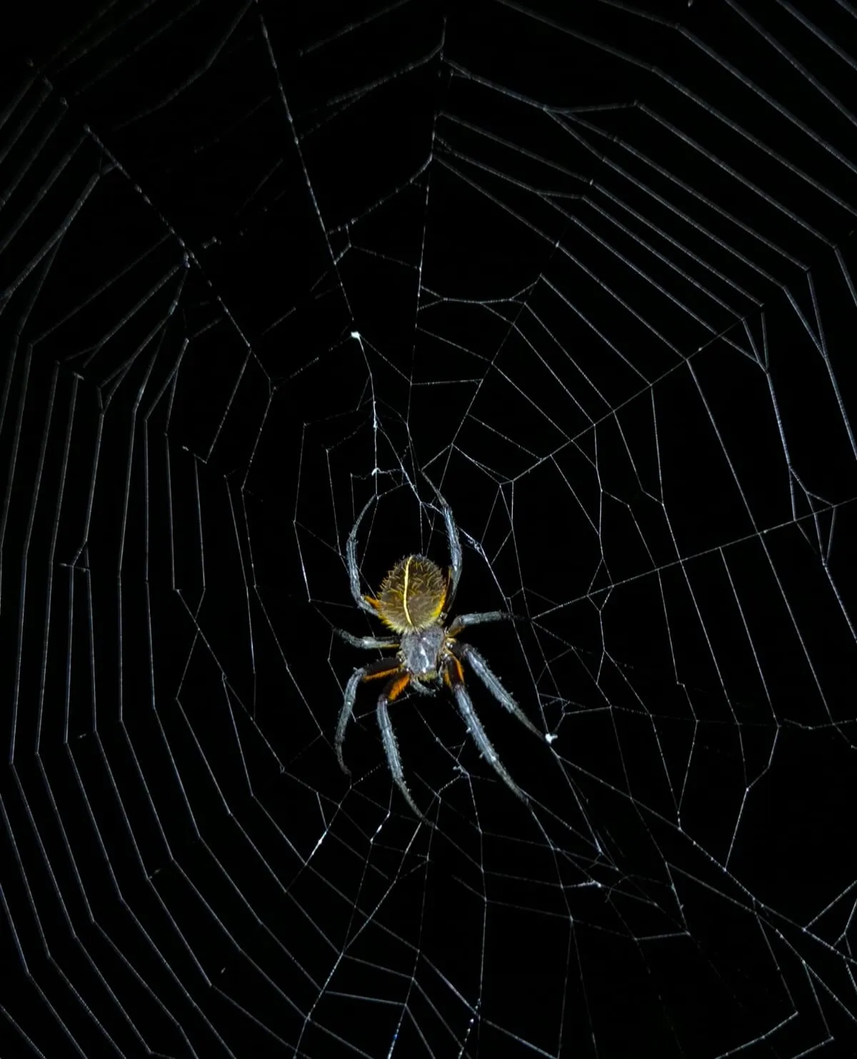 eriophoraravilla weaving a net