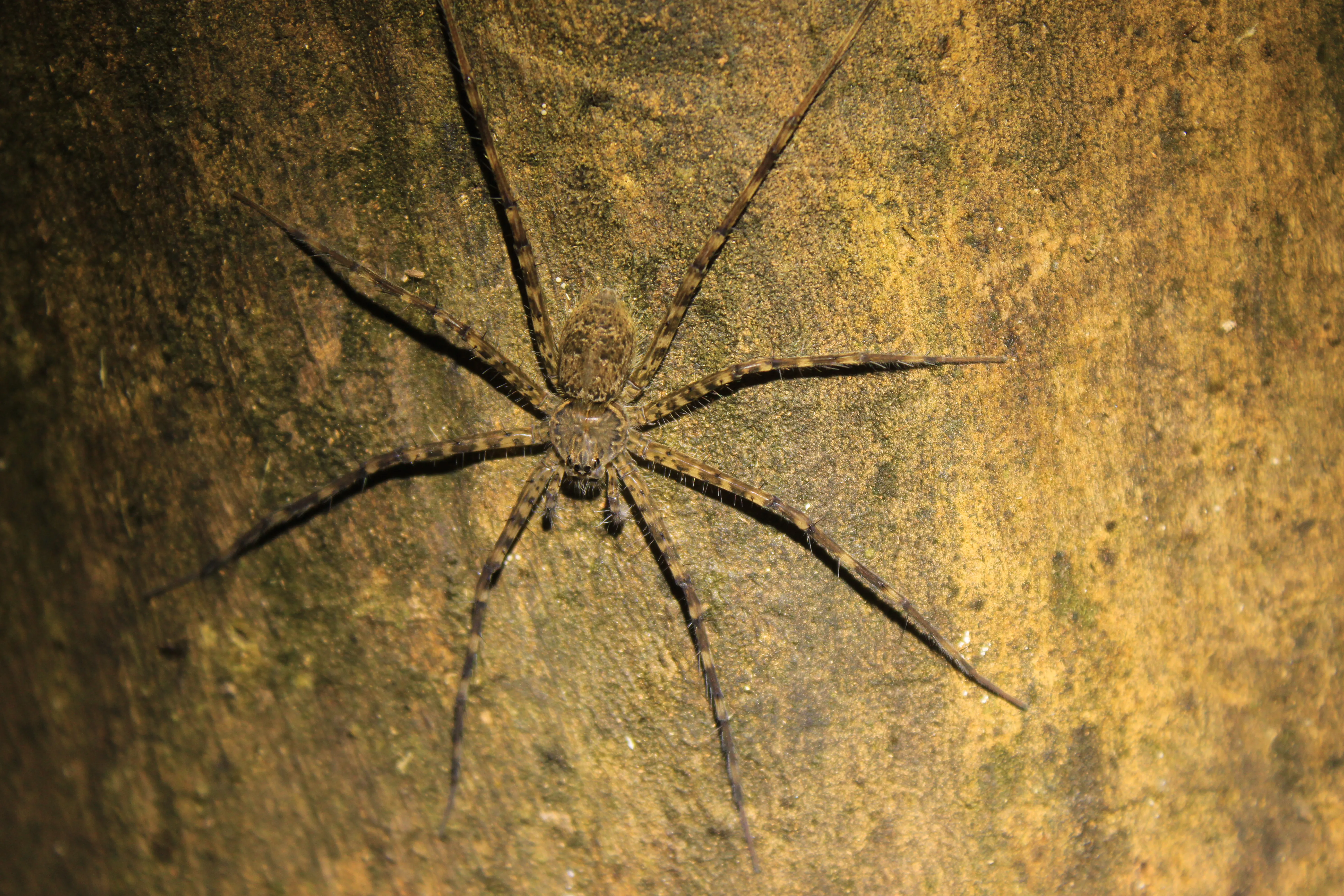 Trechalea connexa