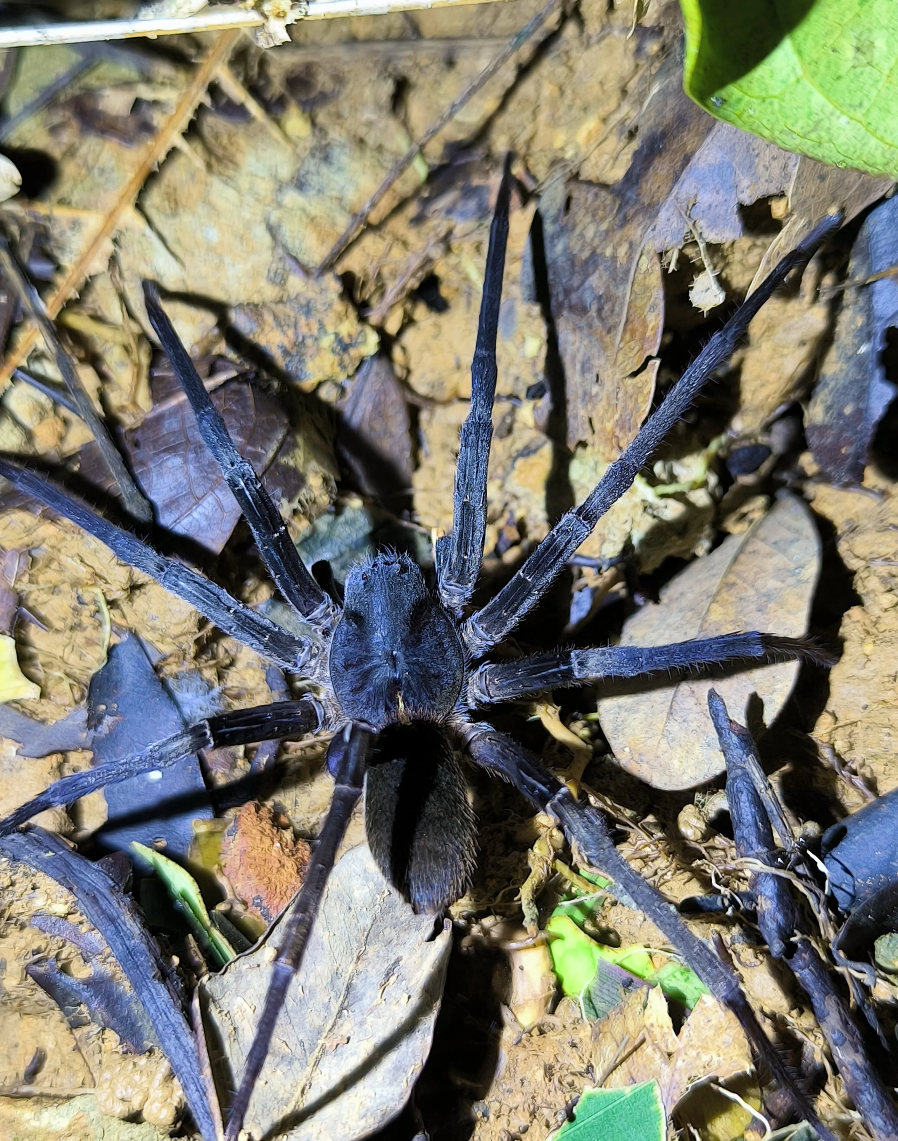 common wandering spider