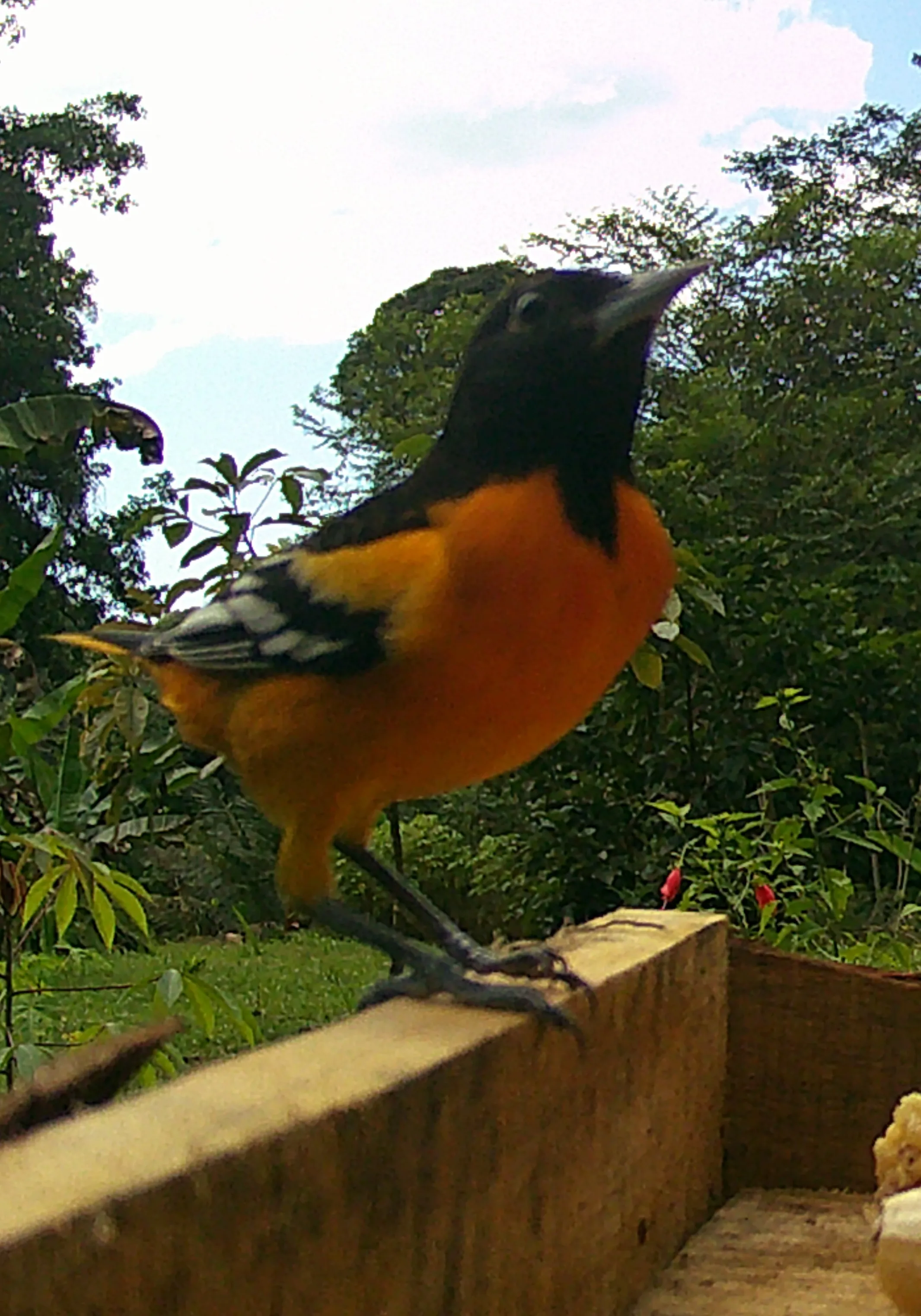 baltimoreoriole eating bananas from a feeder