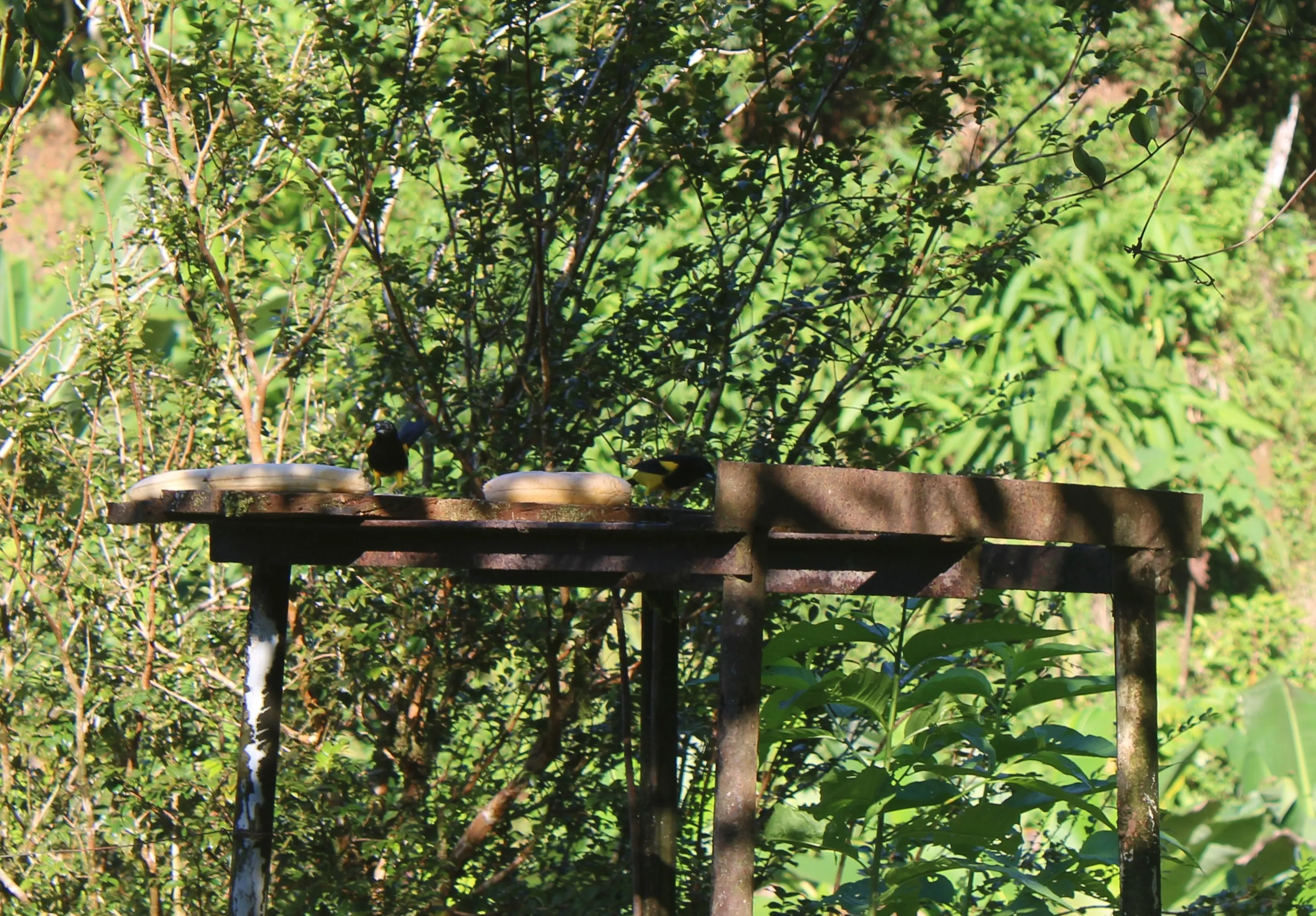 Black-cowled Oriole eating bananas