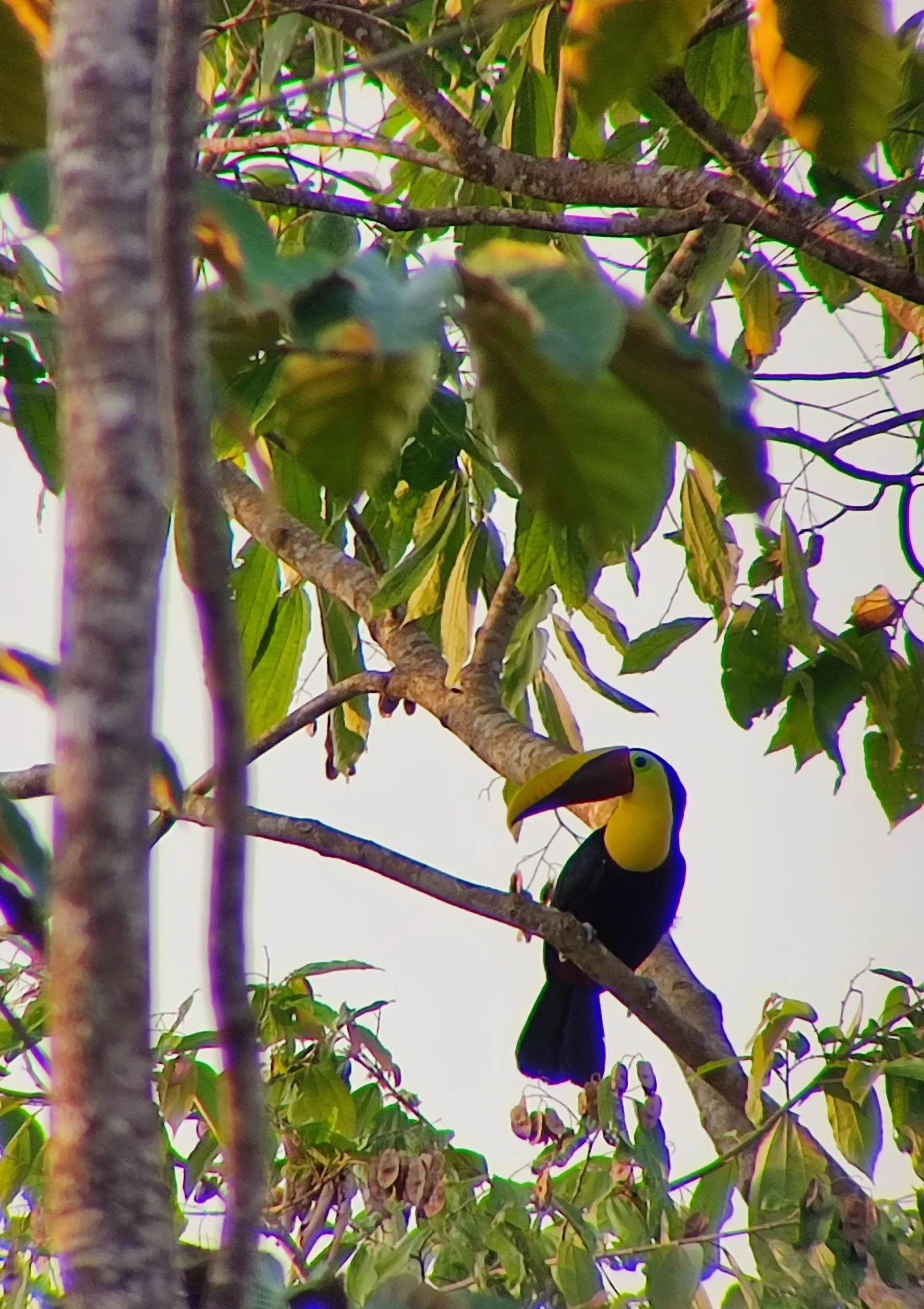 Toucan - Ramphastos ambiguus
