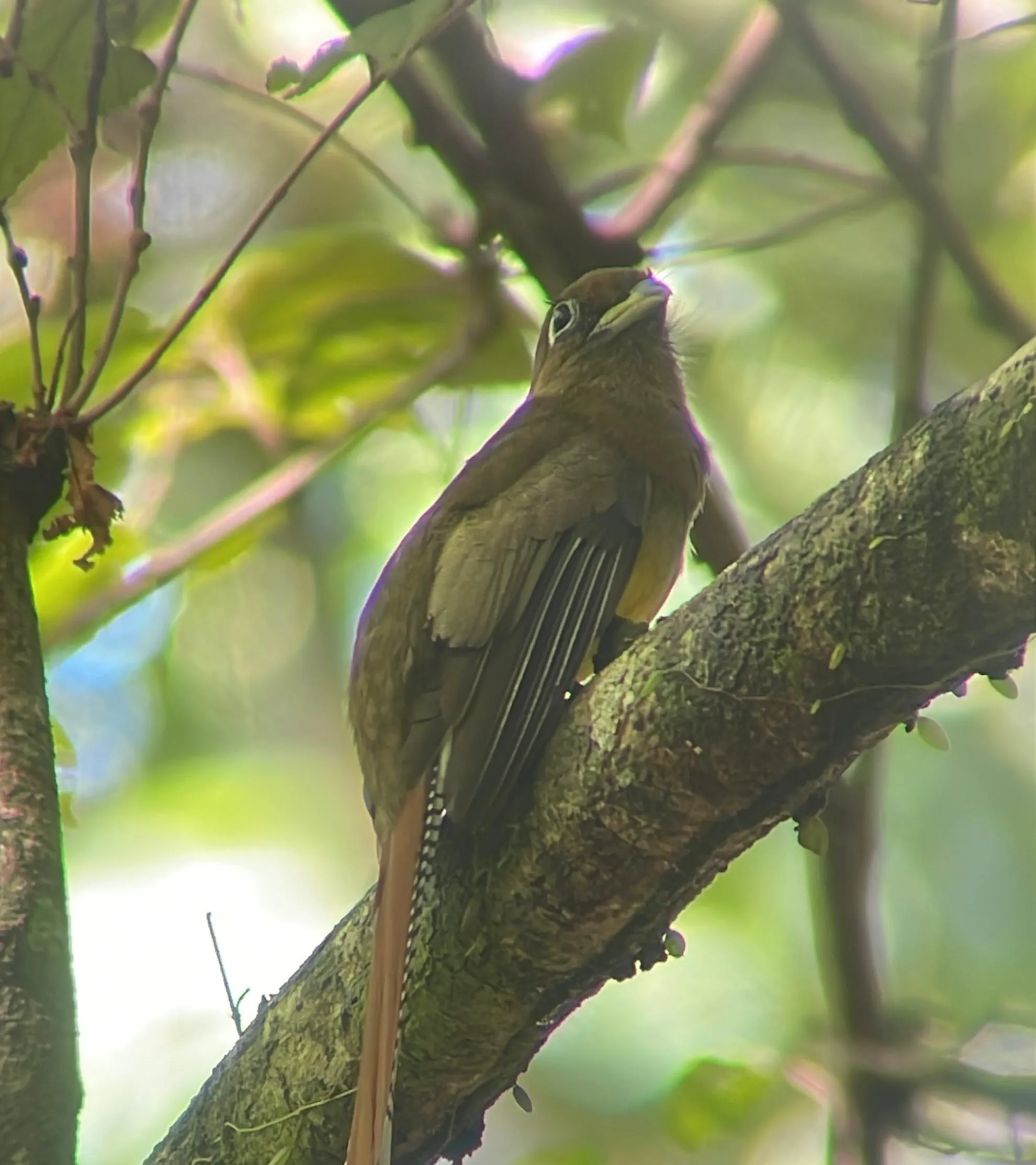Slaty Tailed Trogon