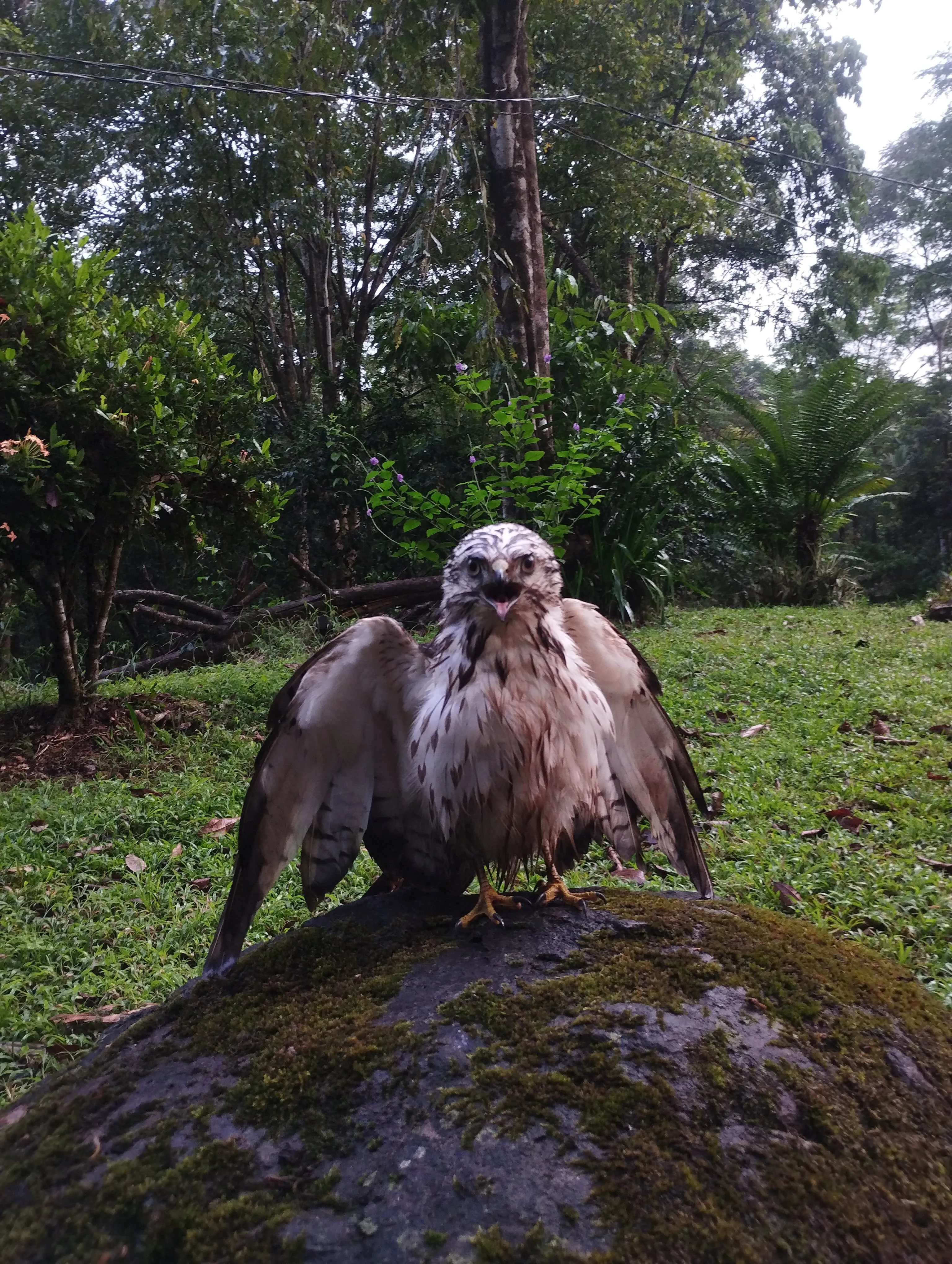 Road Side Hawk