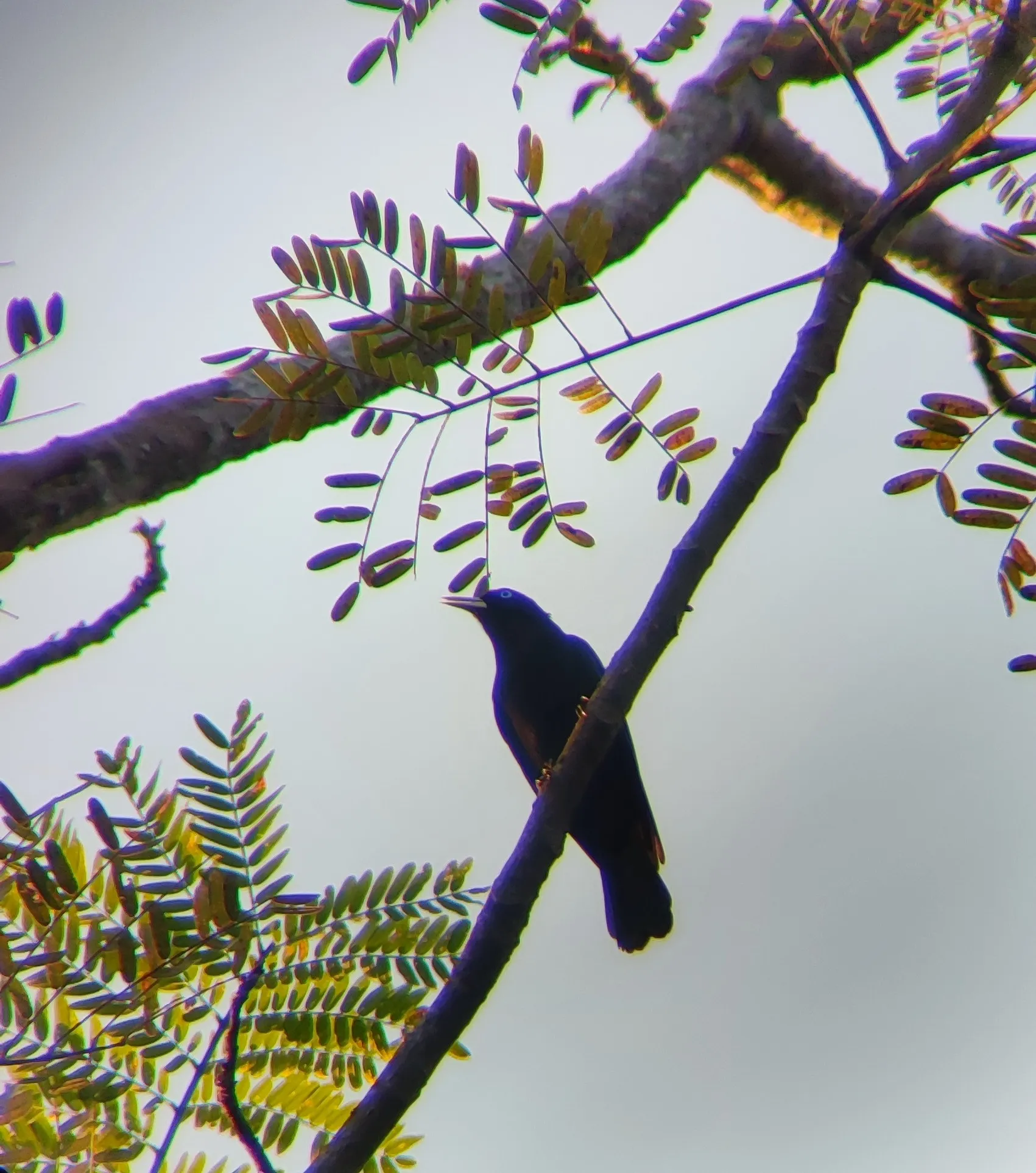 cacique resting on a branch