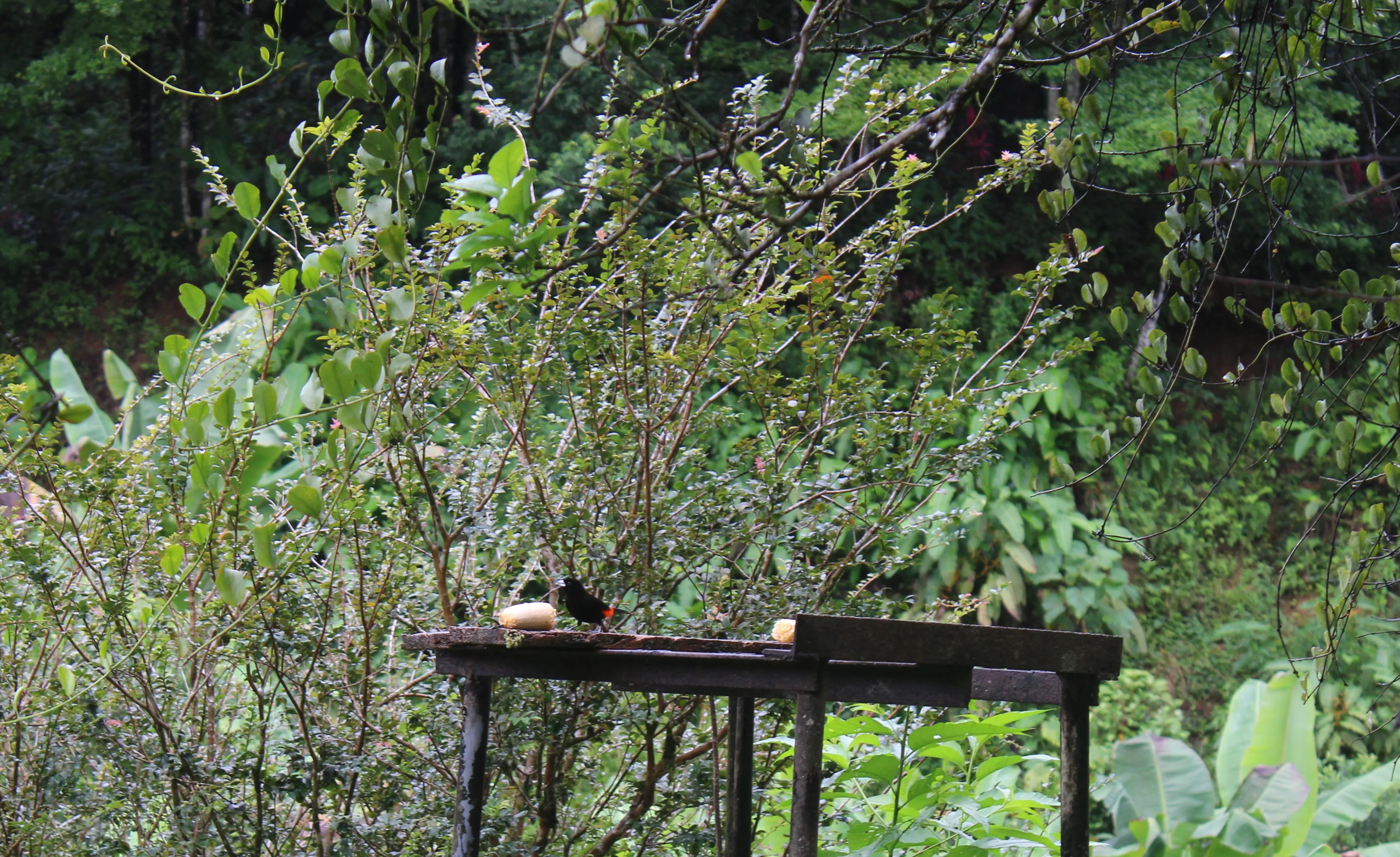 Cherri's Tanager eating a banana